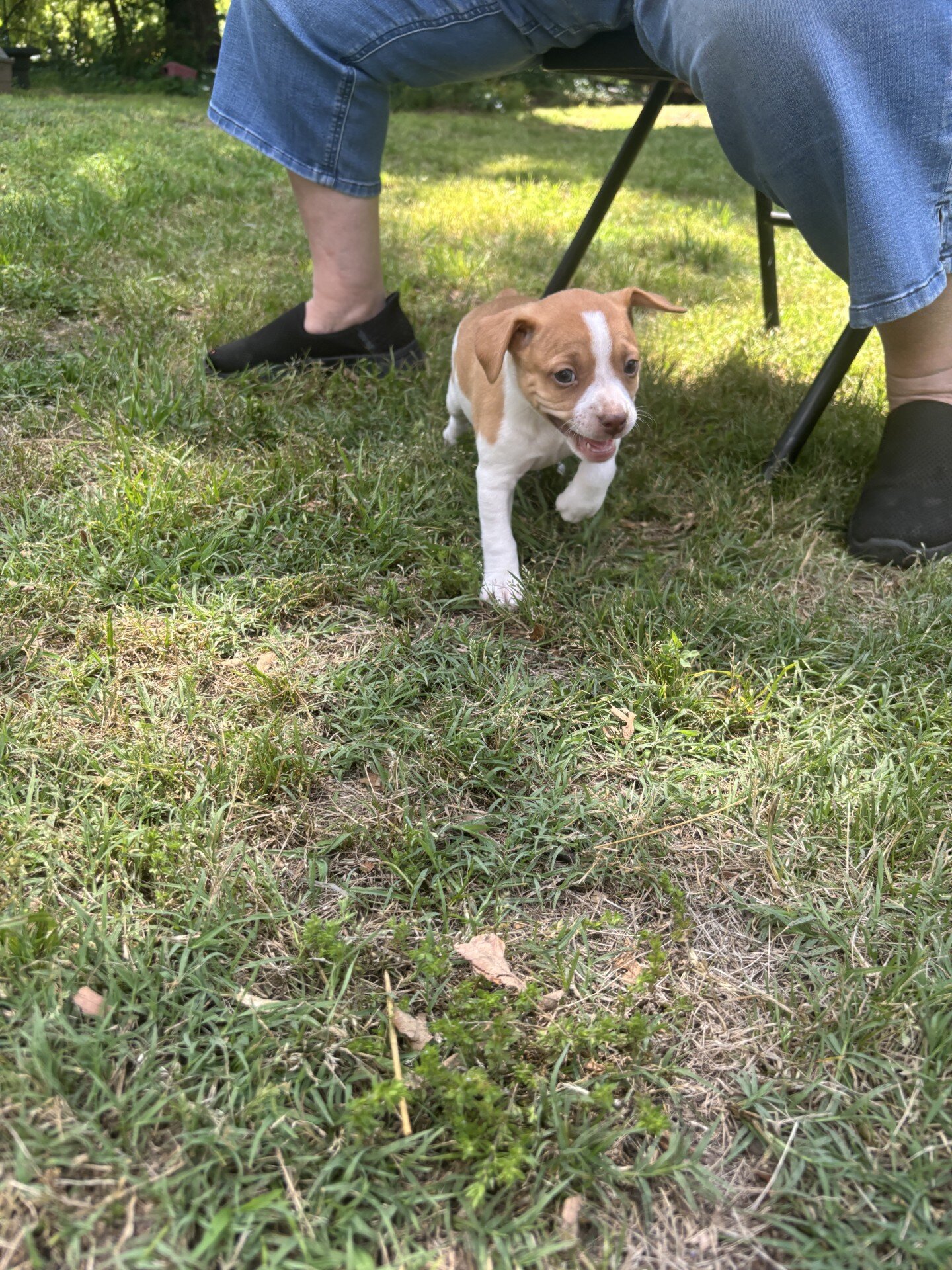 Rat Terrier Puppies image 1