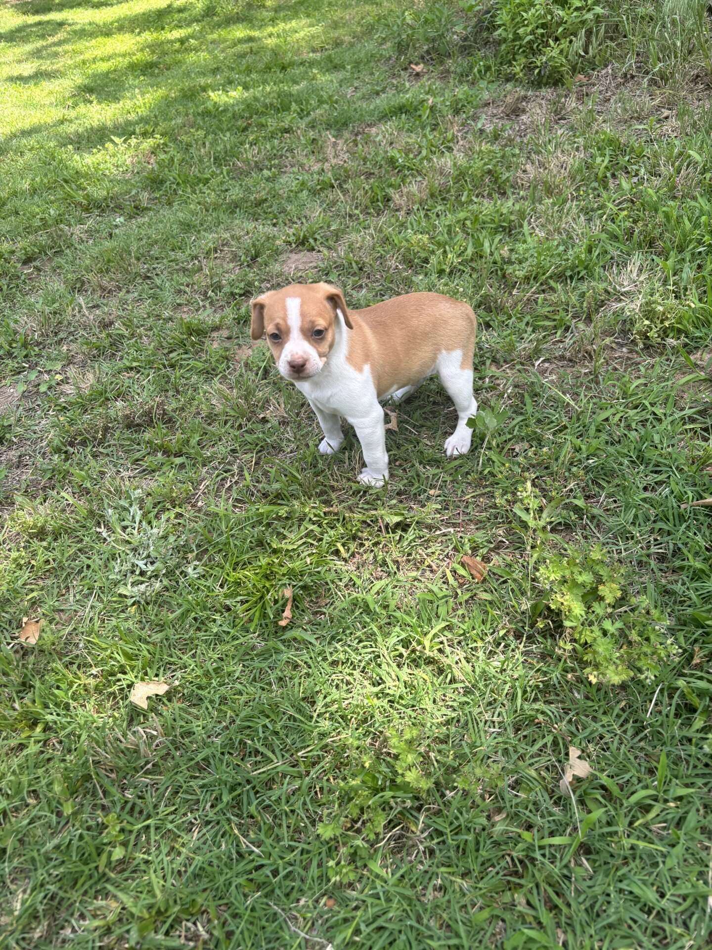Rat Terrier Puppies image 4