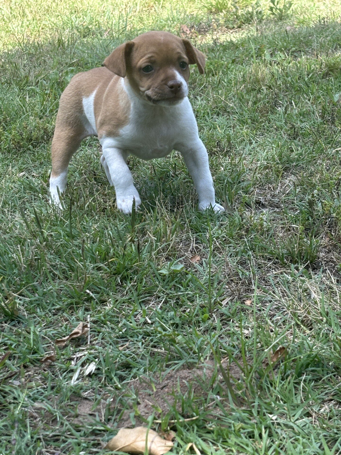 Rat Terrier Puppies image 3