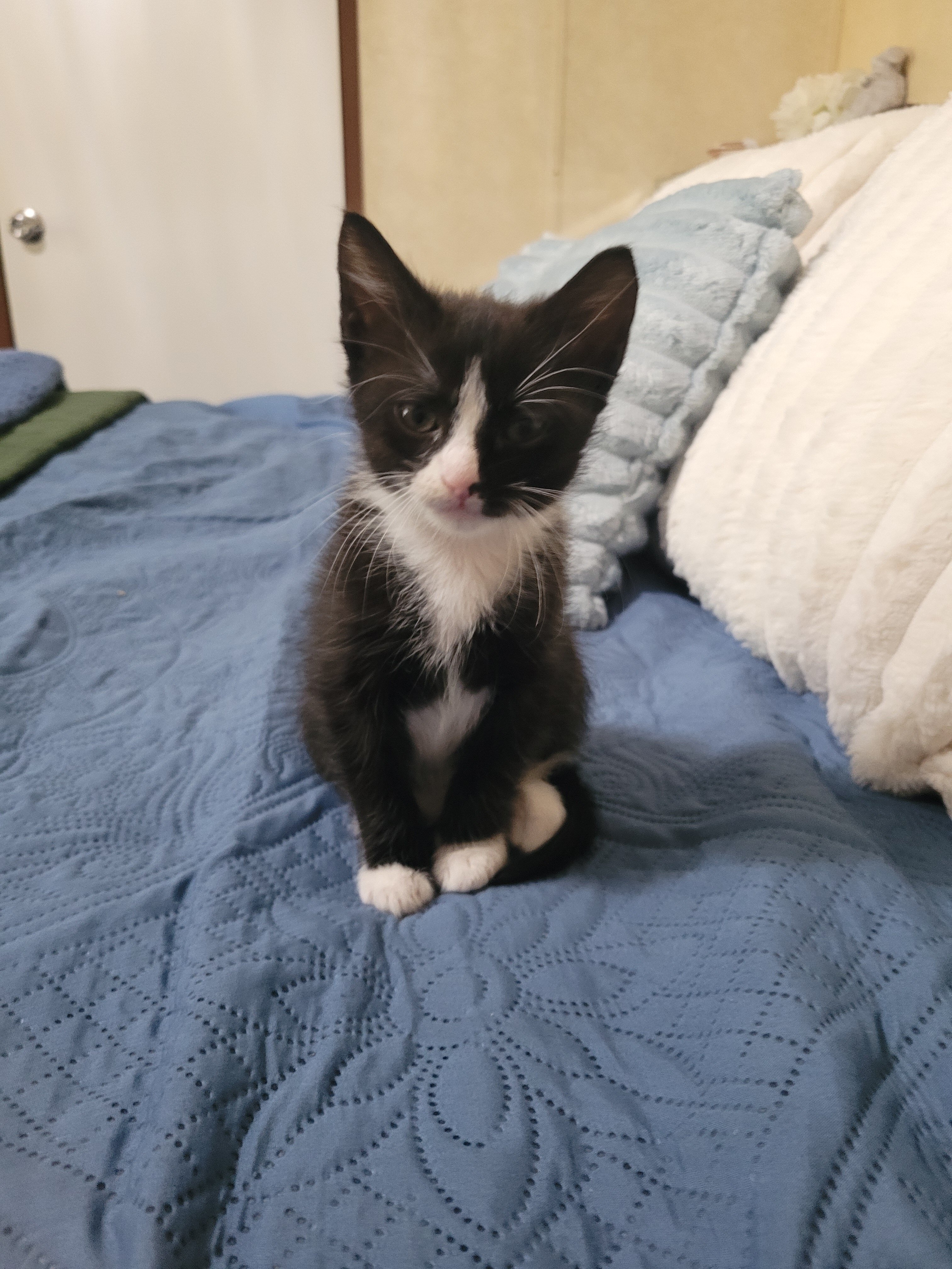 7 Week - Foster Kittens - FREE image 4