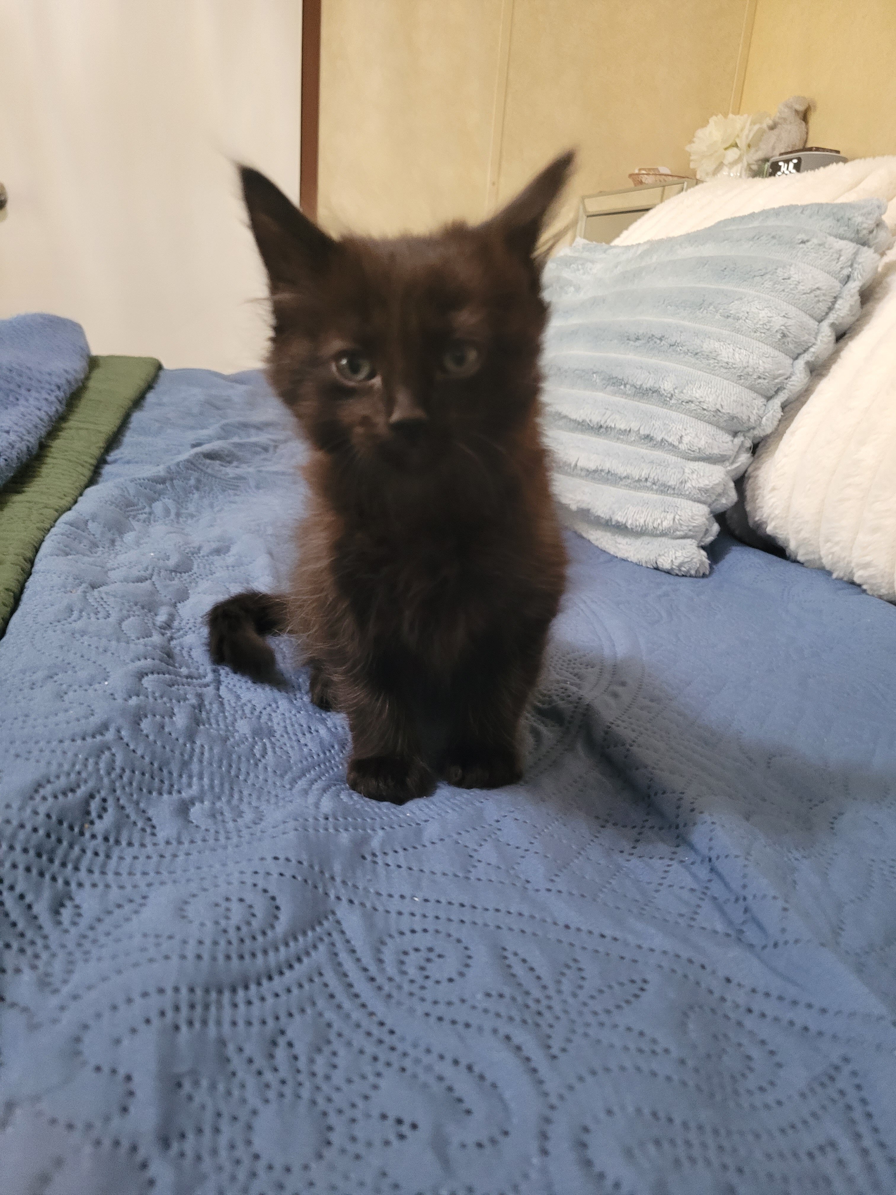 7 Week - Foster Kittens - FREE image 2
