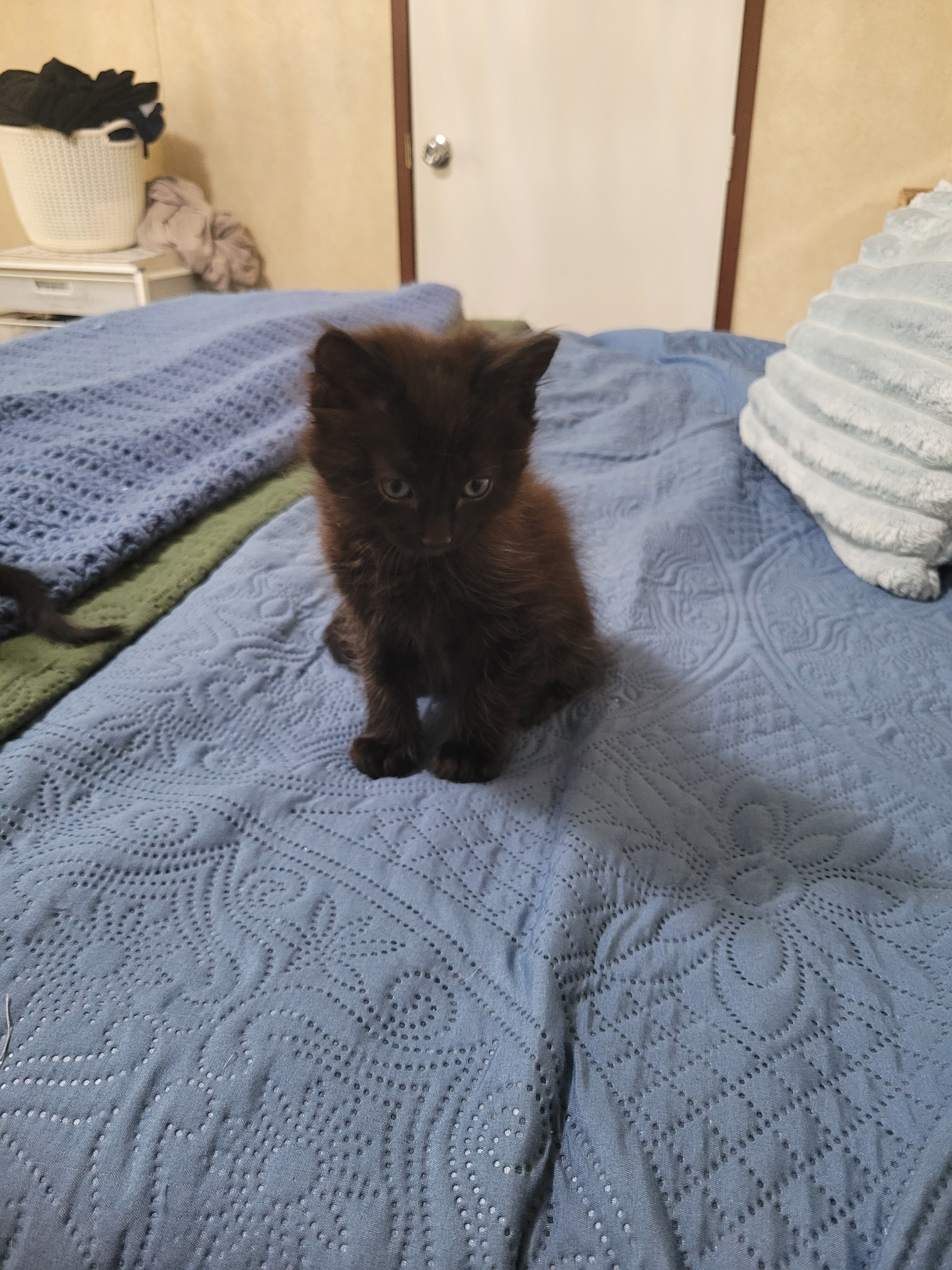 7 Week - Foster Kittens - FREE image 1