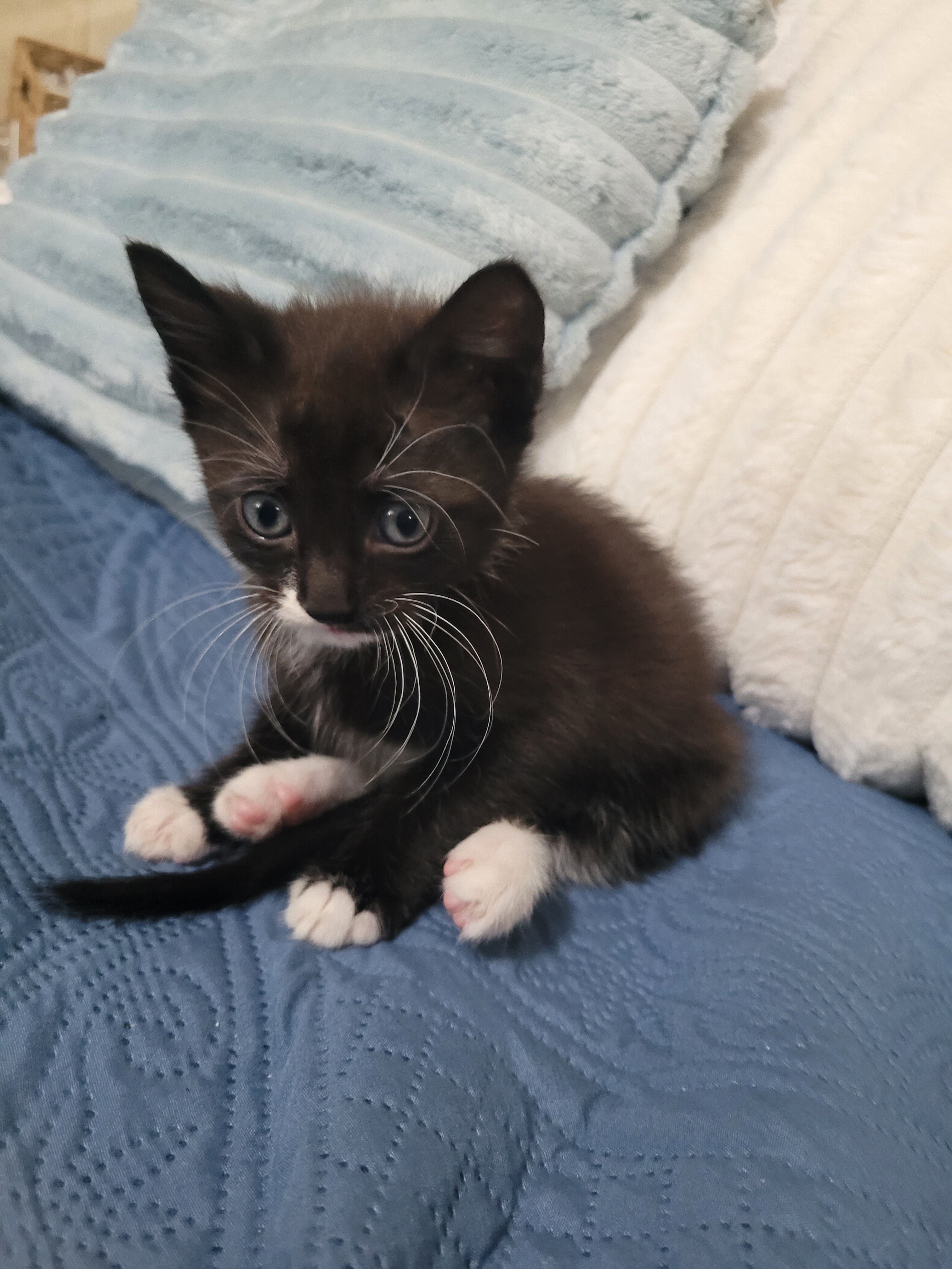 7 Week - Foster Kittens - FREE image 3