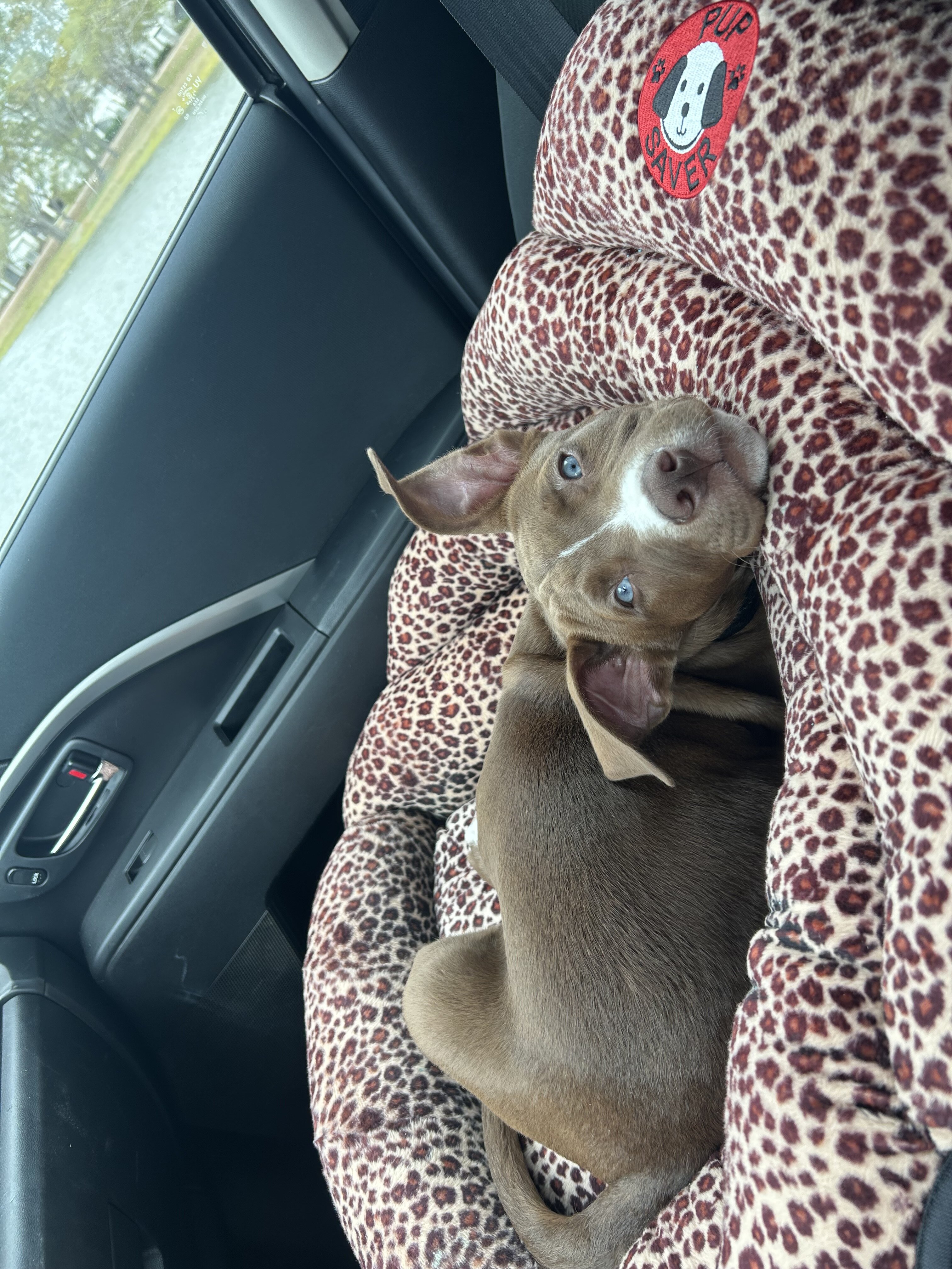 American pitbull terrier puppy image 2