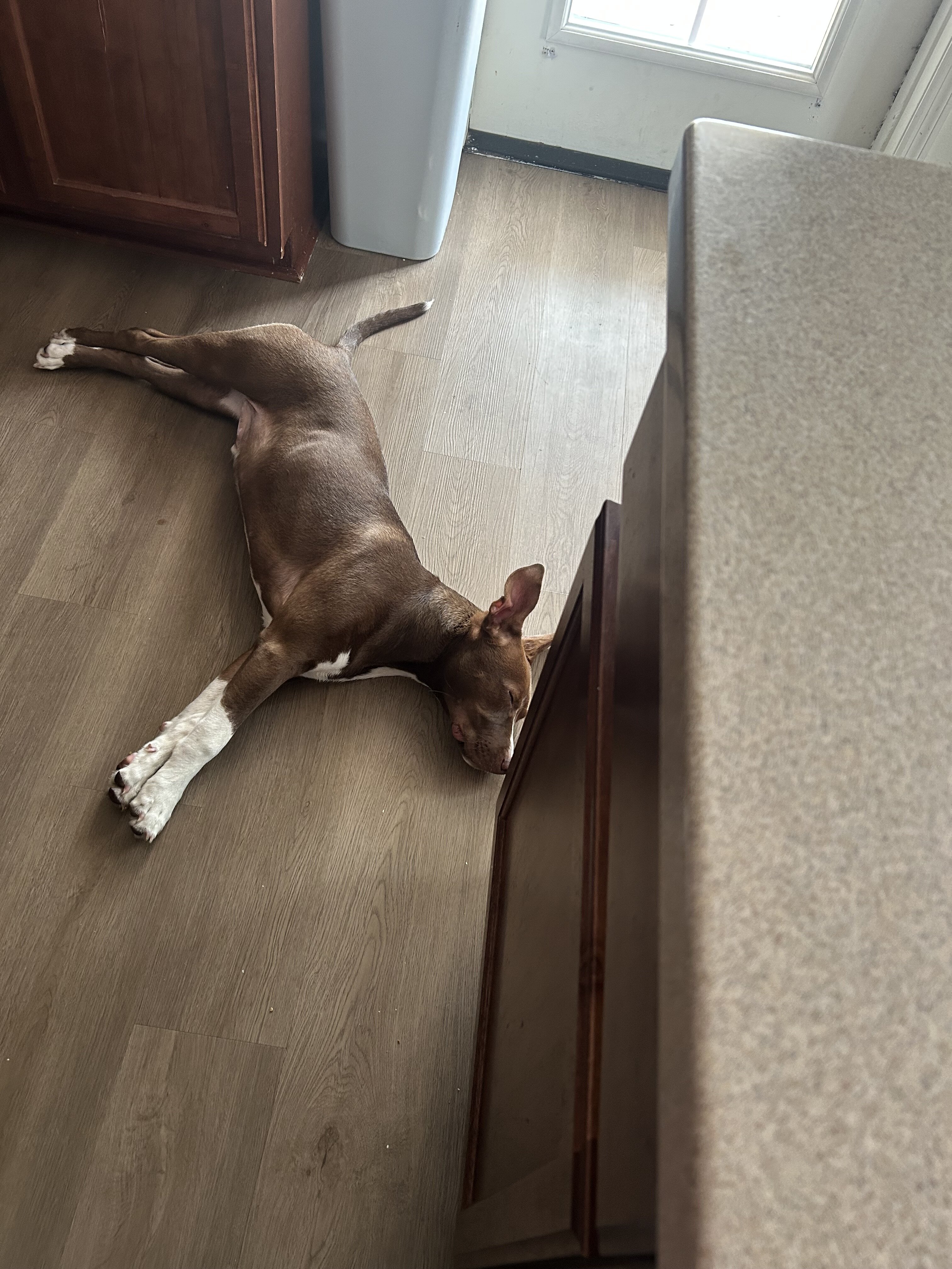 American pitbull terrier puppy image 1