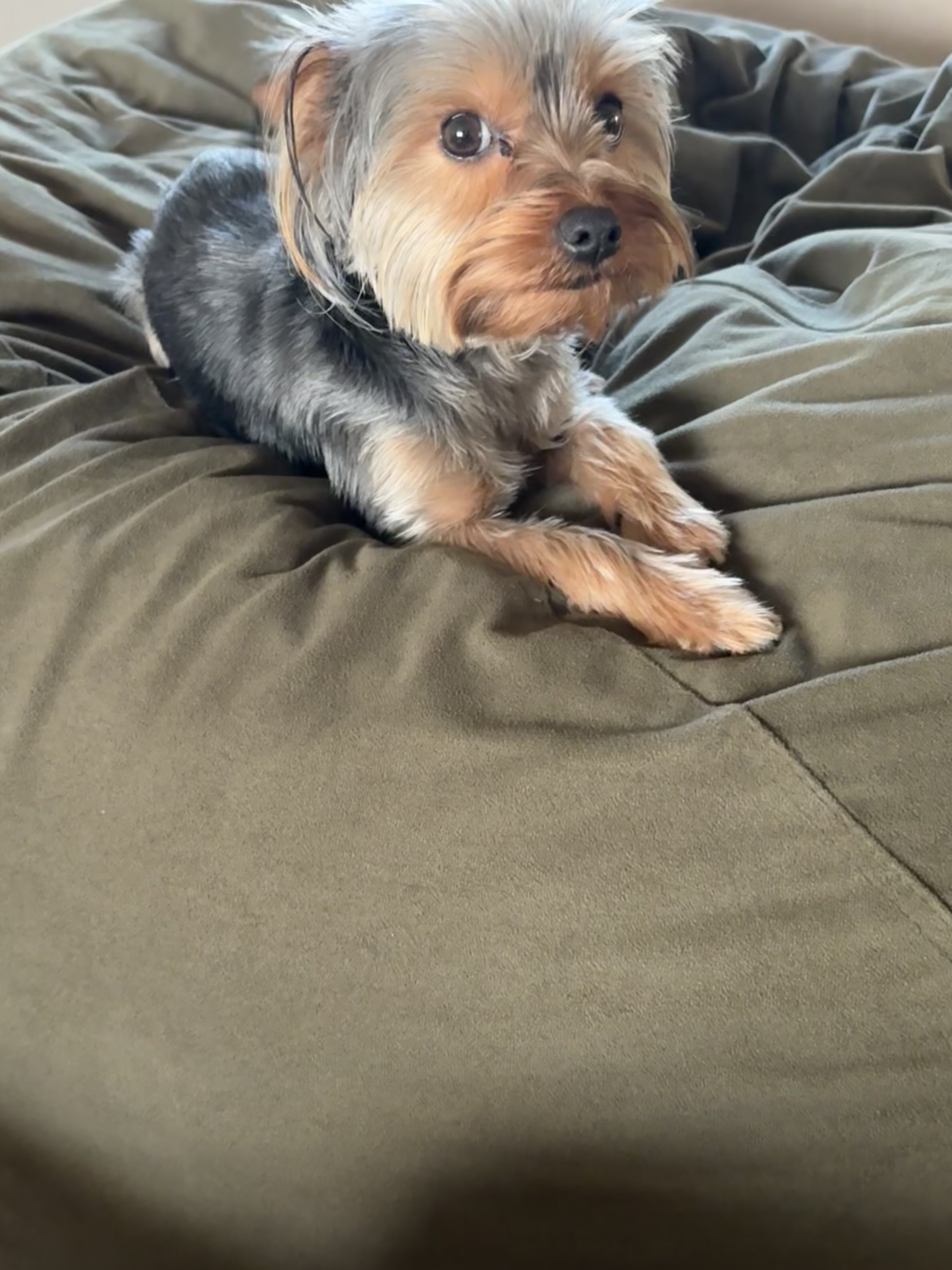 Silky terrier image 1