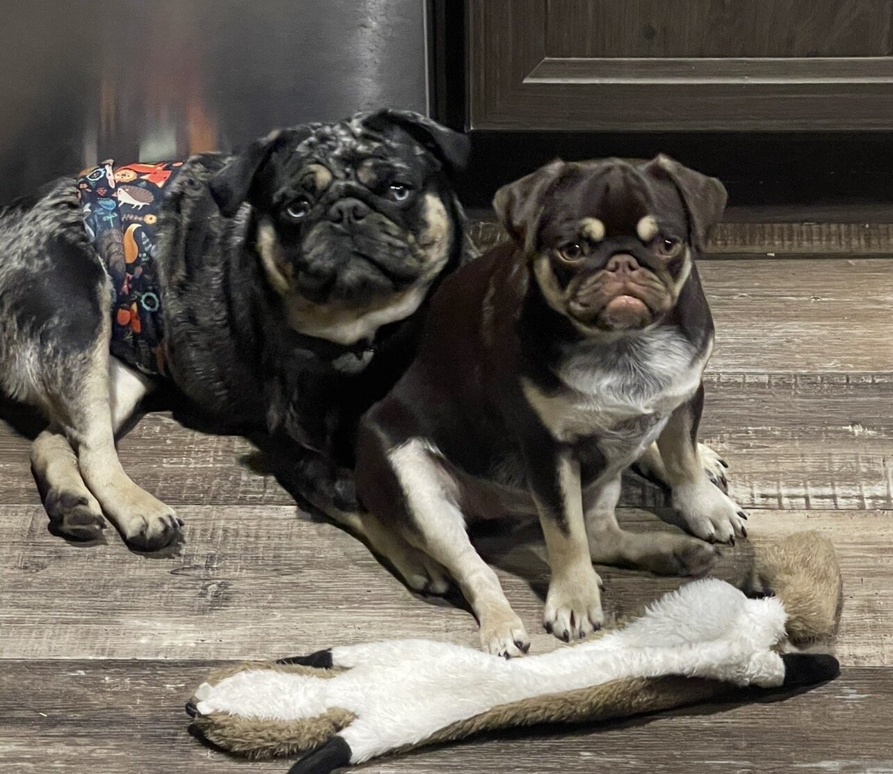 Pug puppy image 1