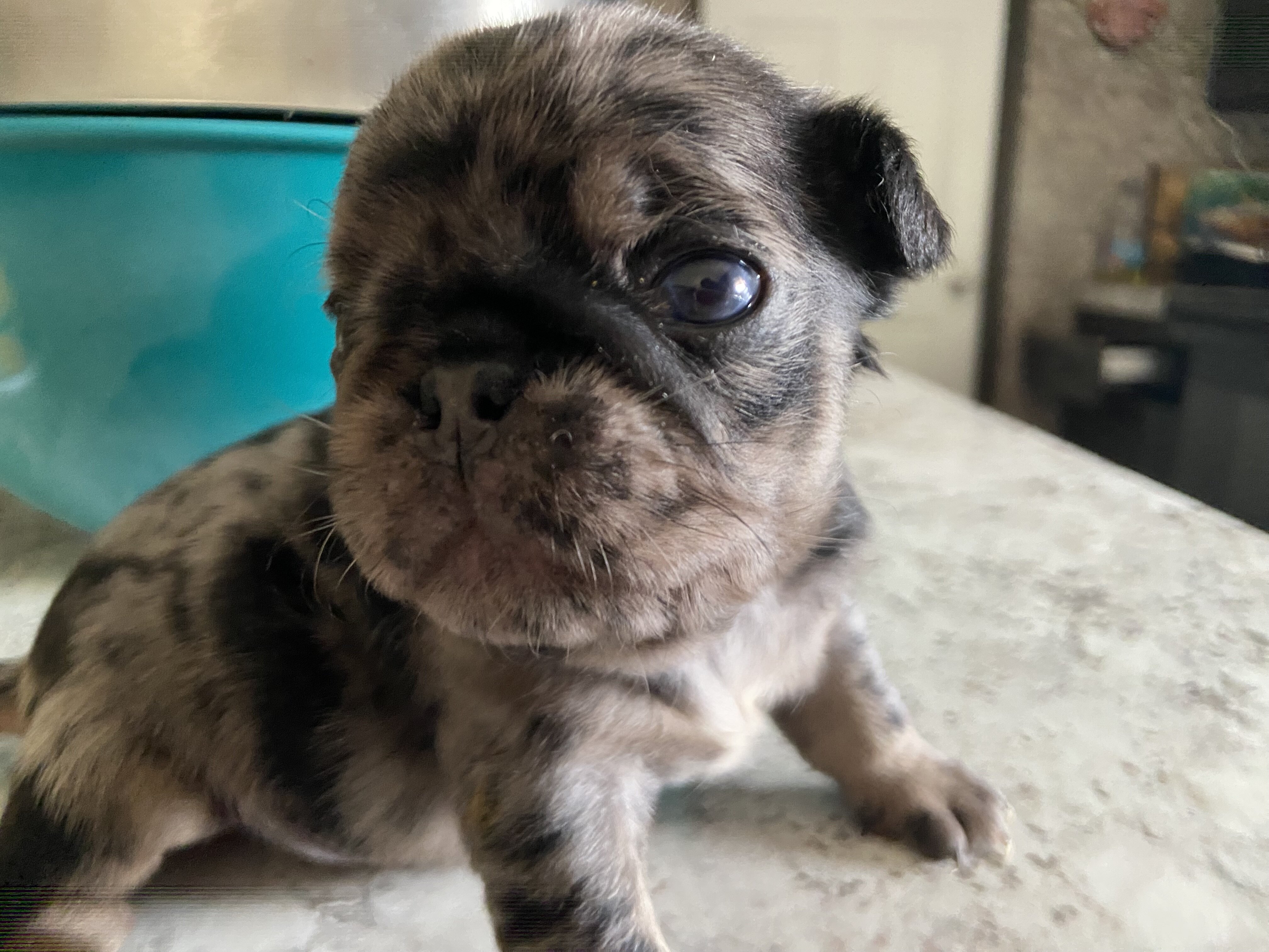 Pug puppy image 2