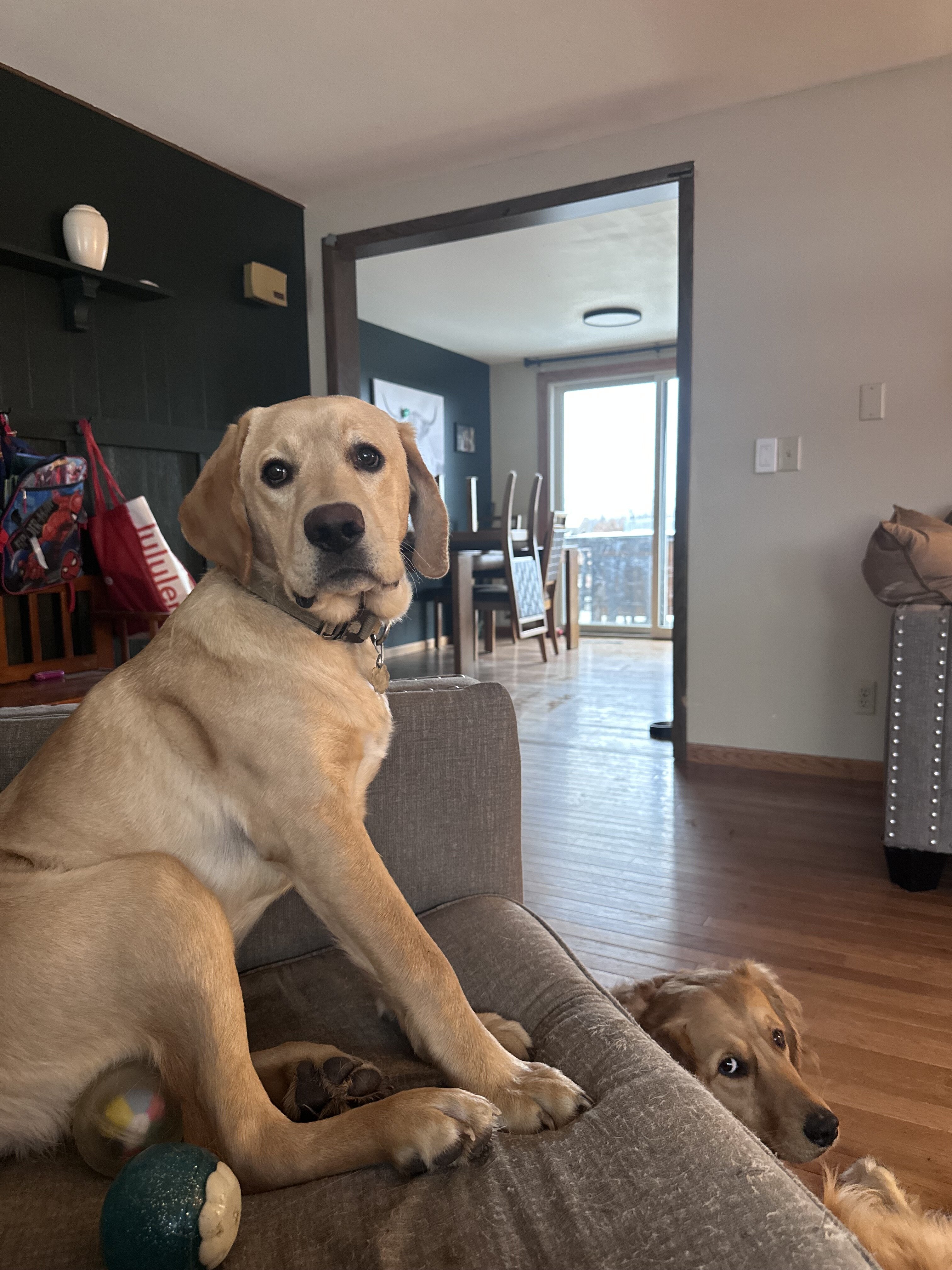 Yellow Labrador image 2