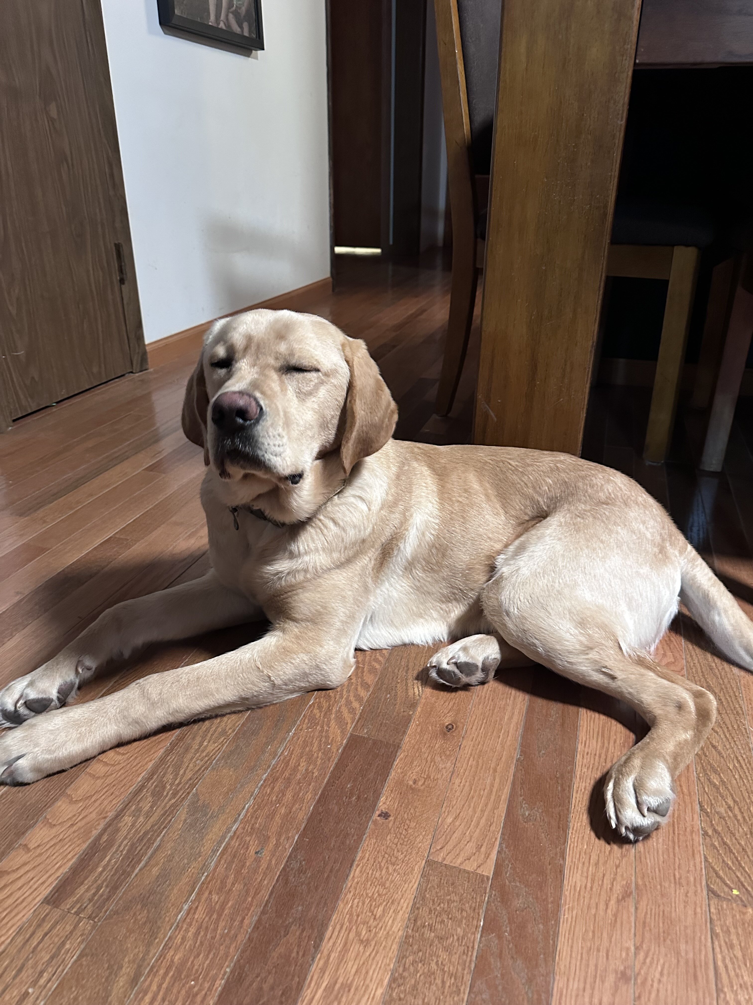 Yellow Labrador image 1