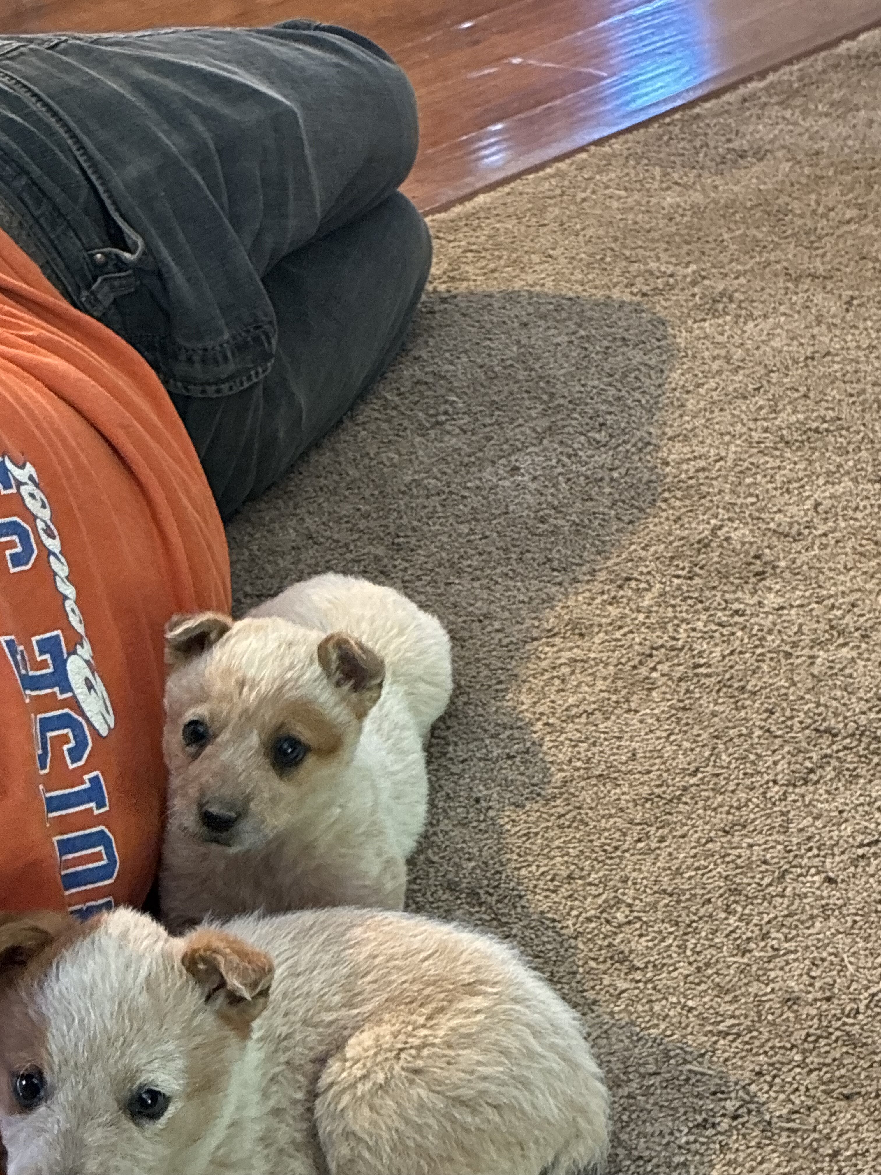 Female red heeler puppy image 2