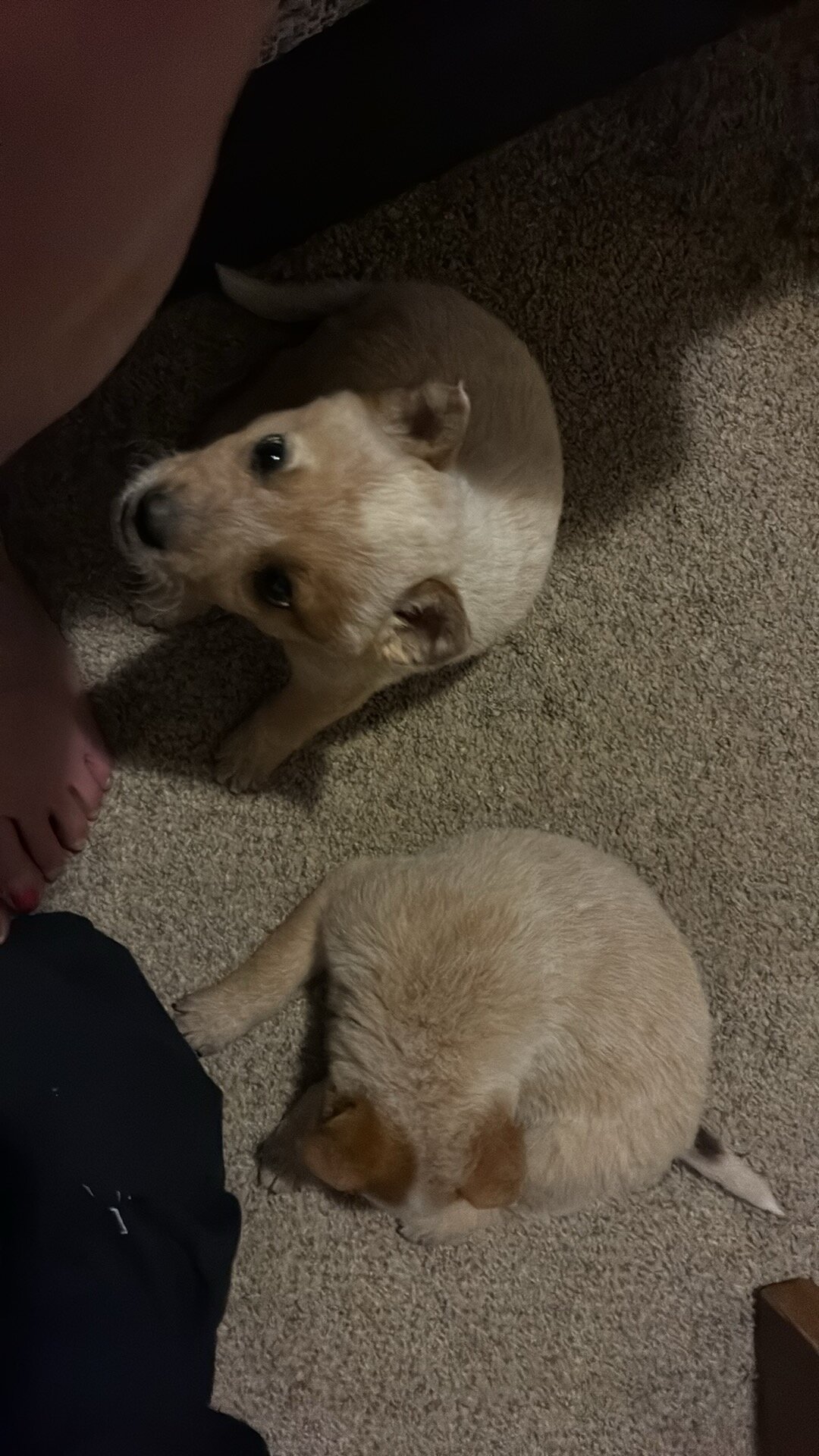 Female red heeler puppy image 1