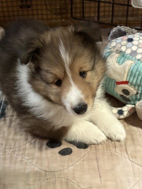 AKC Sable & White Shetland Sheepdog Male Pup image 1