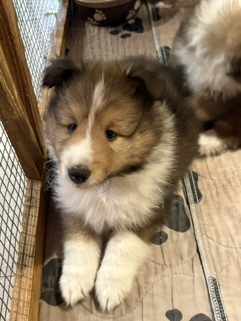 AKC Sable & White Shetland Sheepdog Male Pup image 2