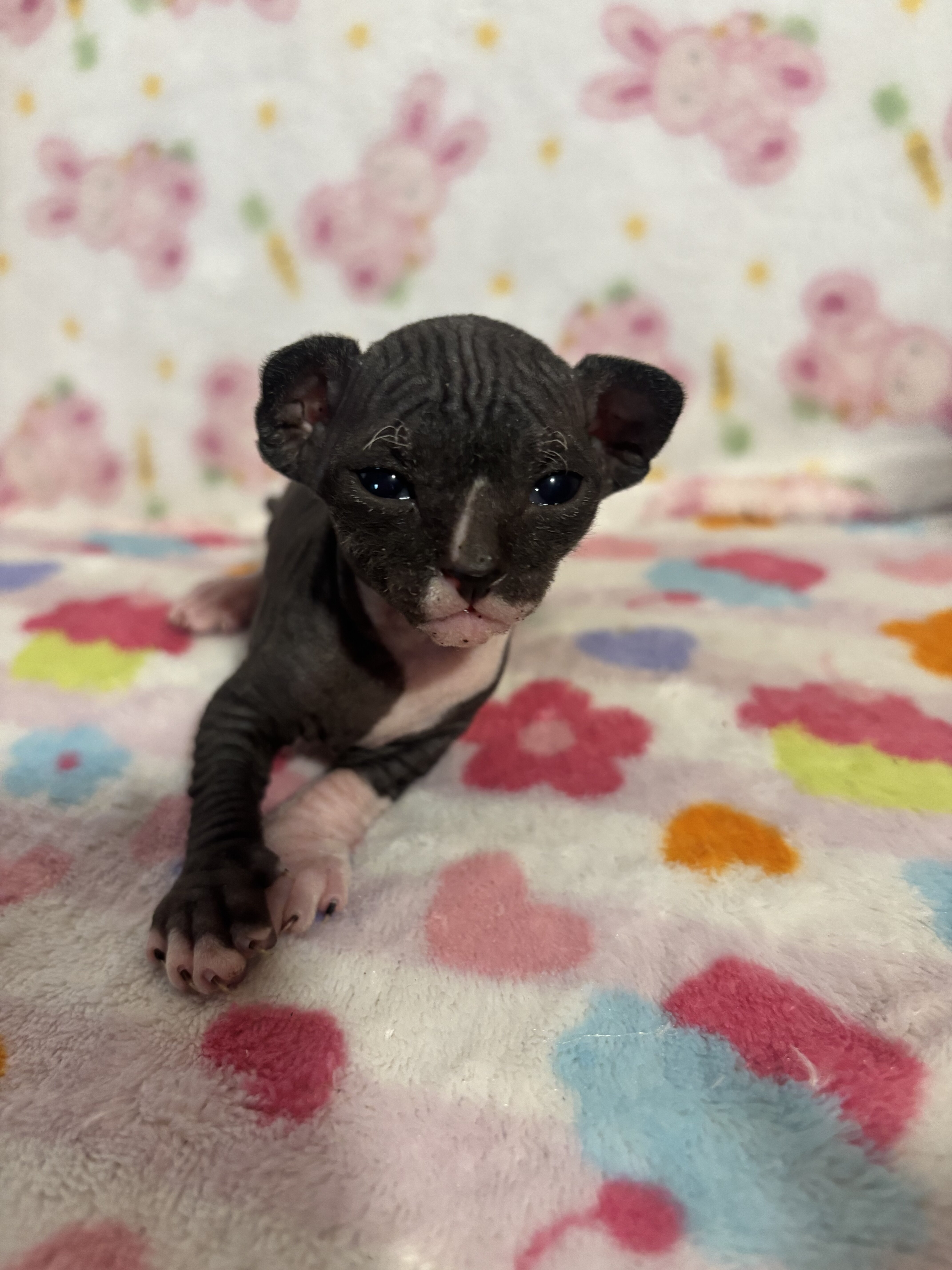 Female Elf Sphynx kittens image 2