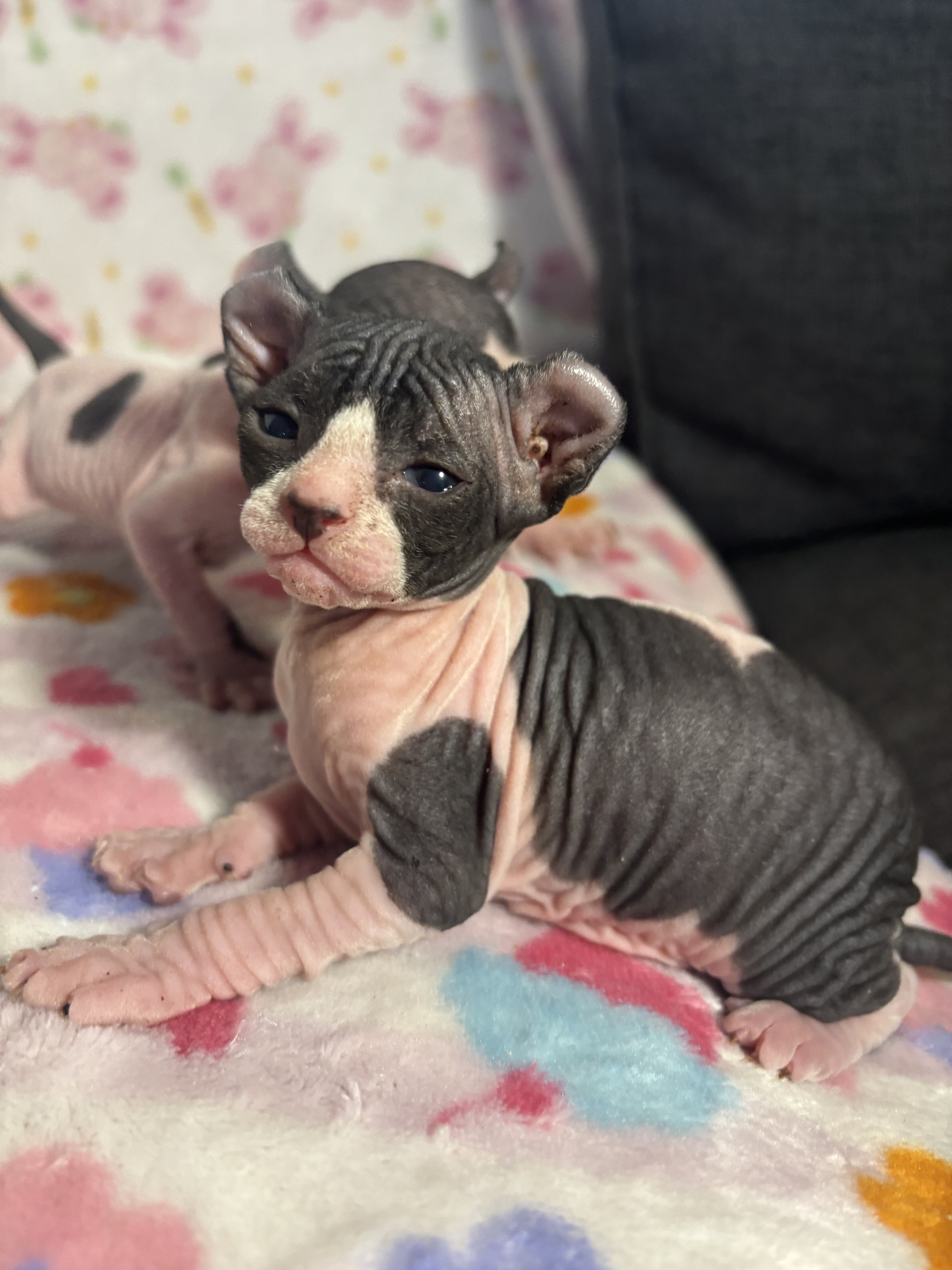 Female Elf Sphynx kittens image 3