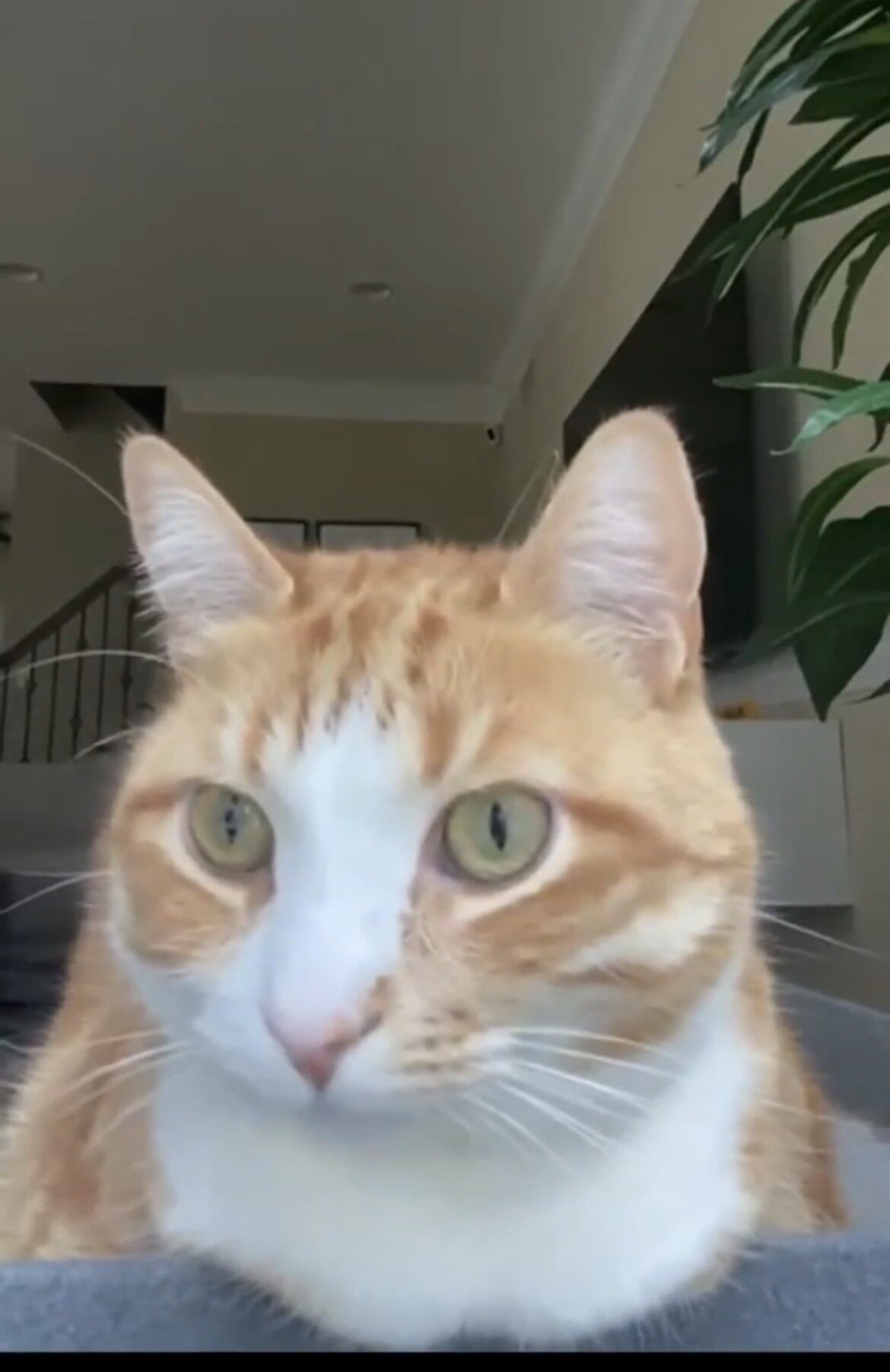 Loving and calm cat image 1