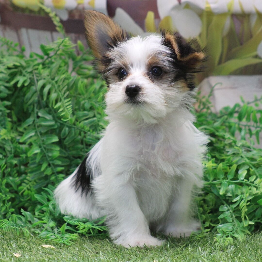 I'm Riley! I'm a 12-week-old male Yorkies puppy image 4