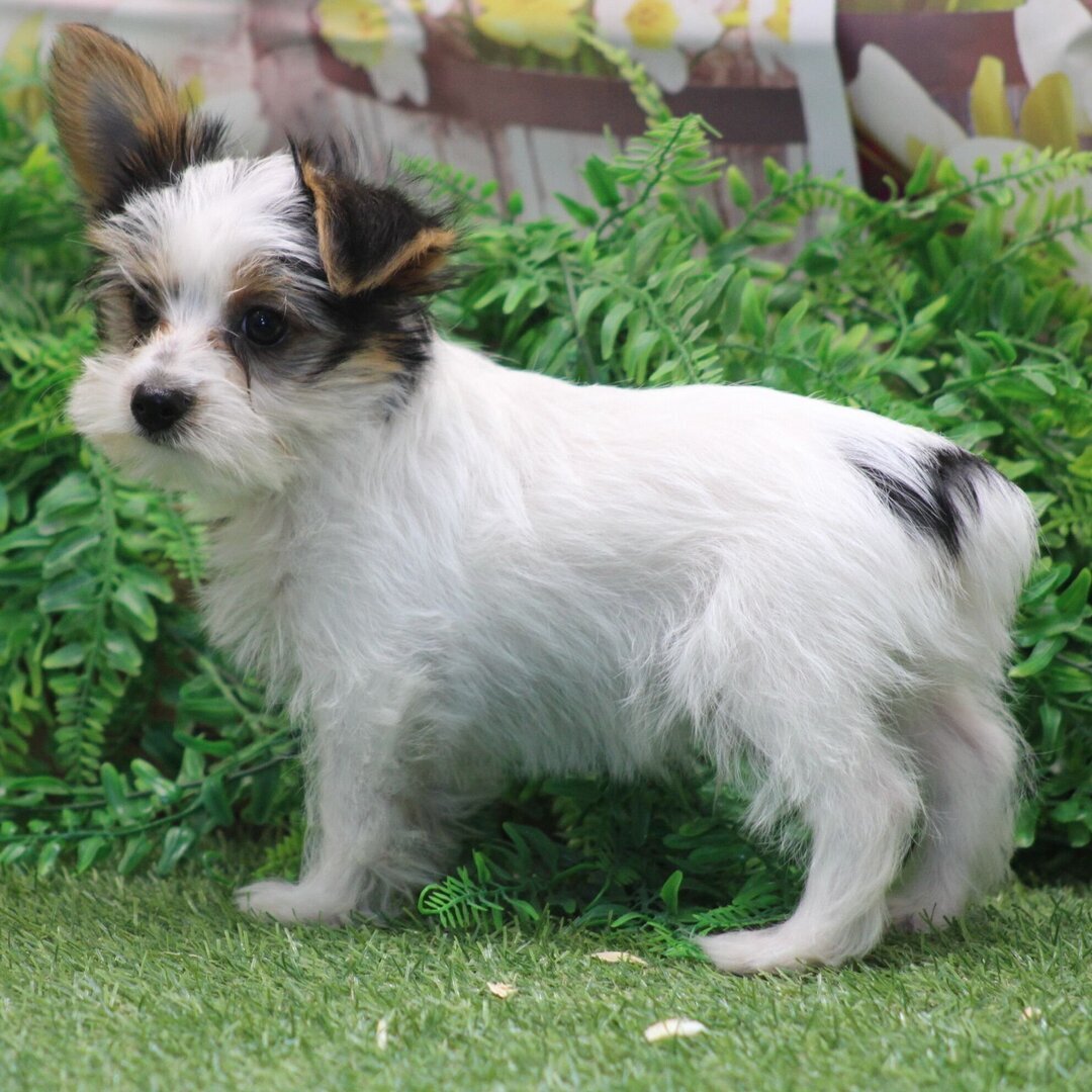 I'm Riley! I'm a 12-week-old male Yorkies puppy image 3