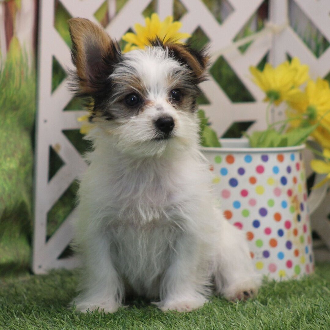 I'm Riley! I'm a 12-week-old male Yorkies puppy image 2