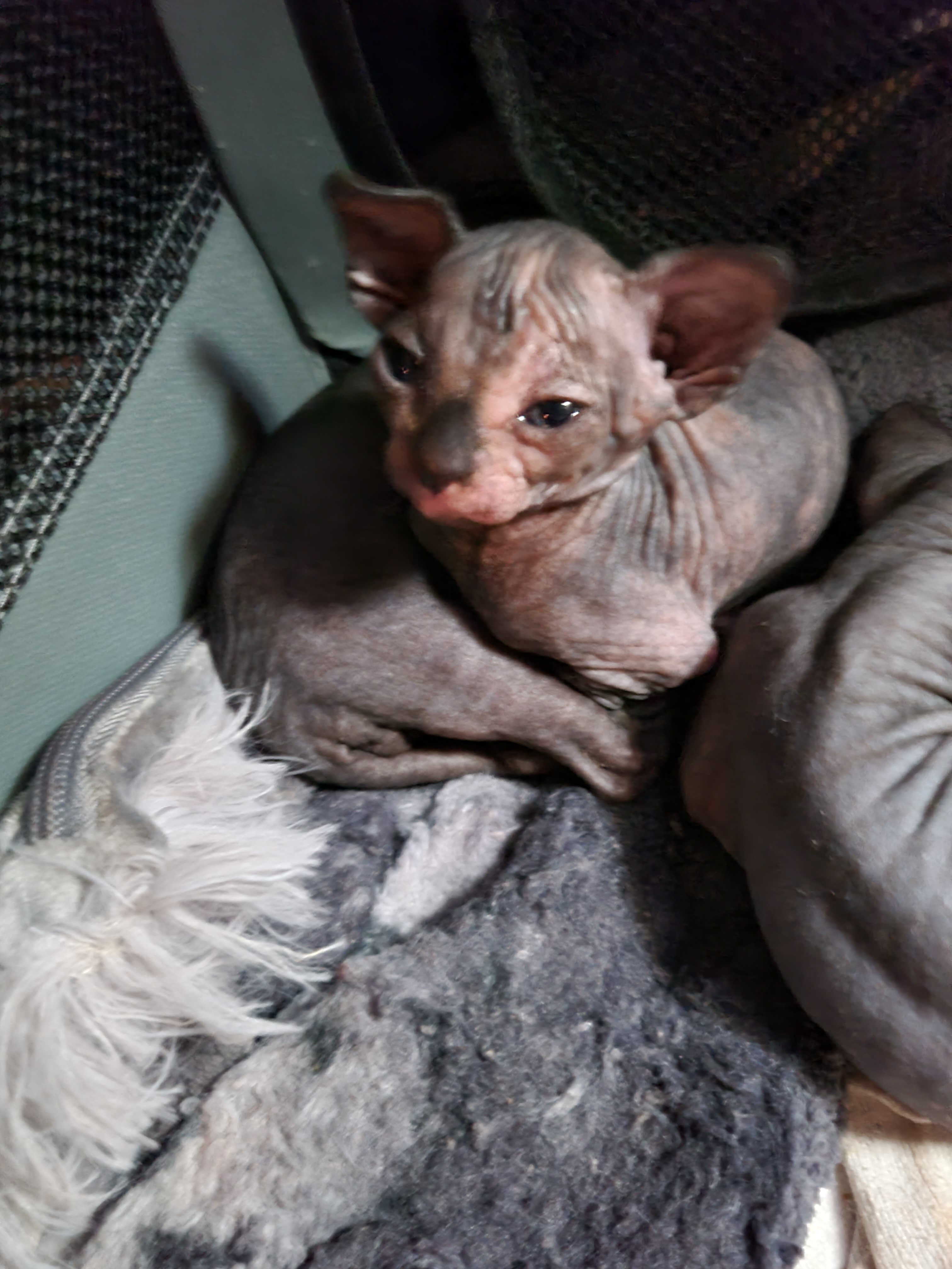 Sphynx kittens healthy adorable ♡♡ image 3