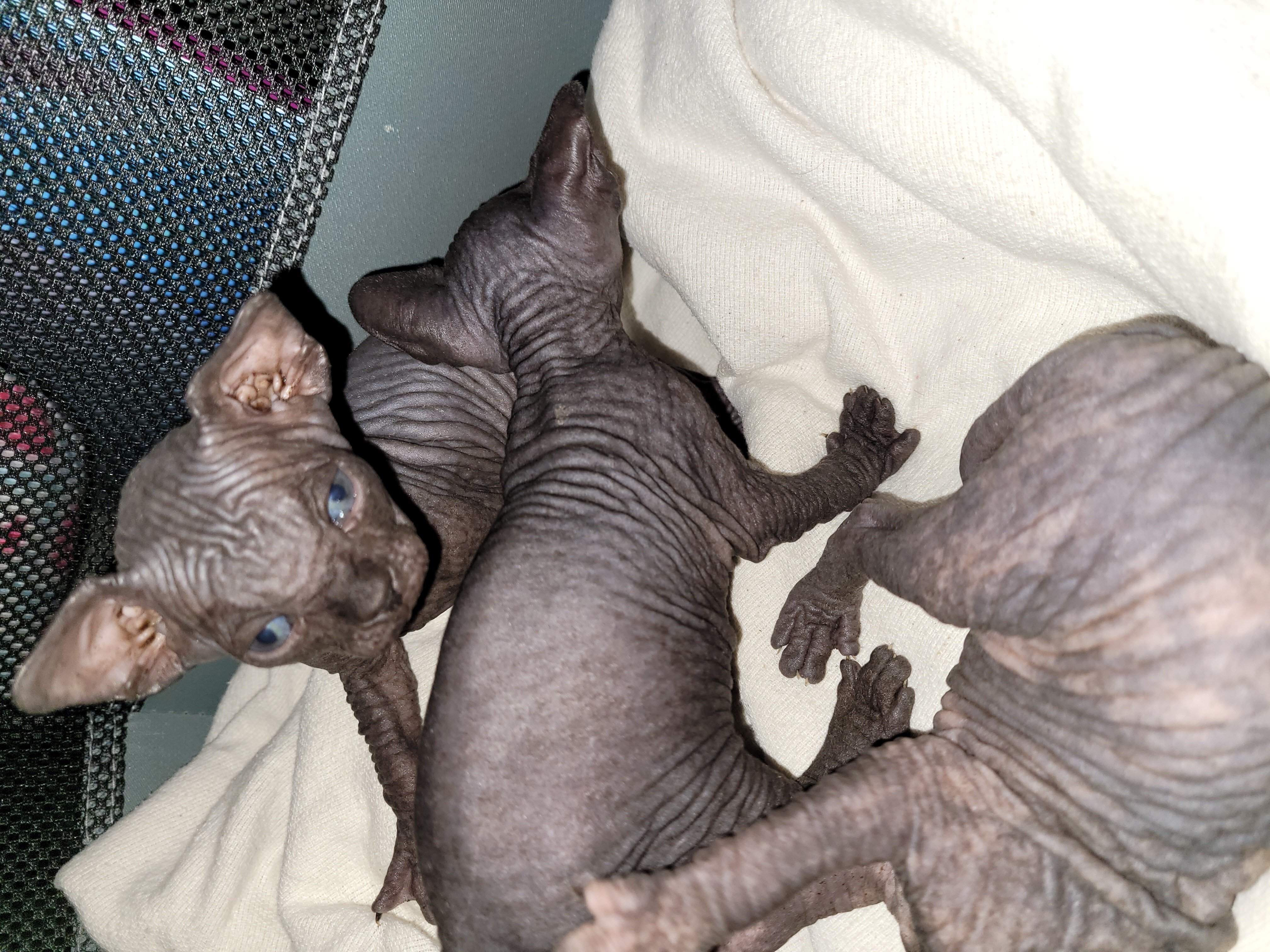 Sphynx kittens healthy adorable ♡♡ image 2