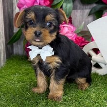 I'm Rascal! I'm a 7-week-old male Yorkie puppy image 2