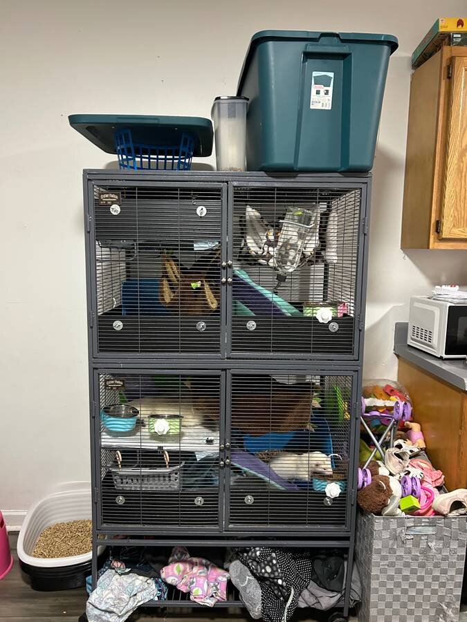FERRETS image 1