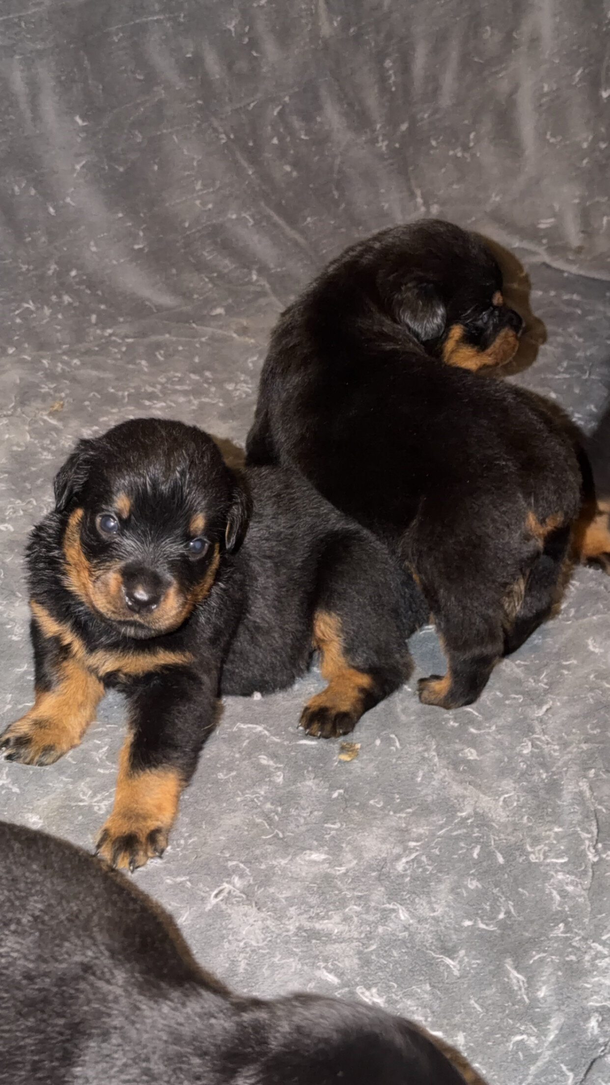 German Rottweiler image 3