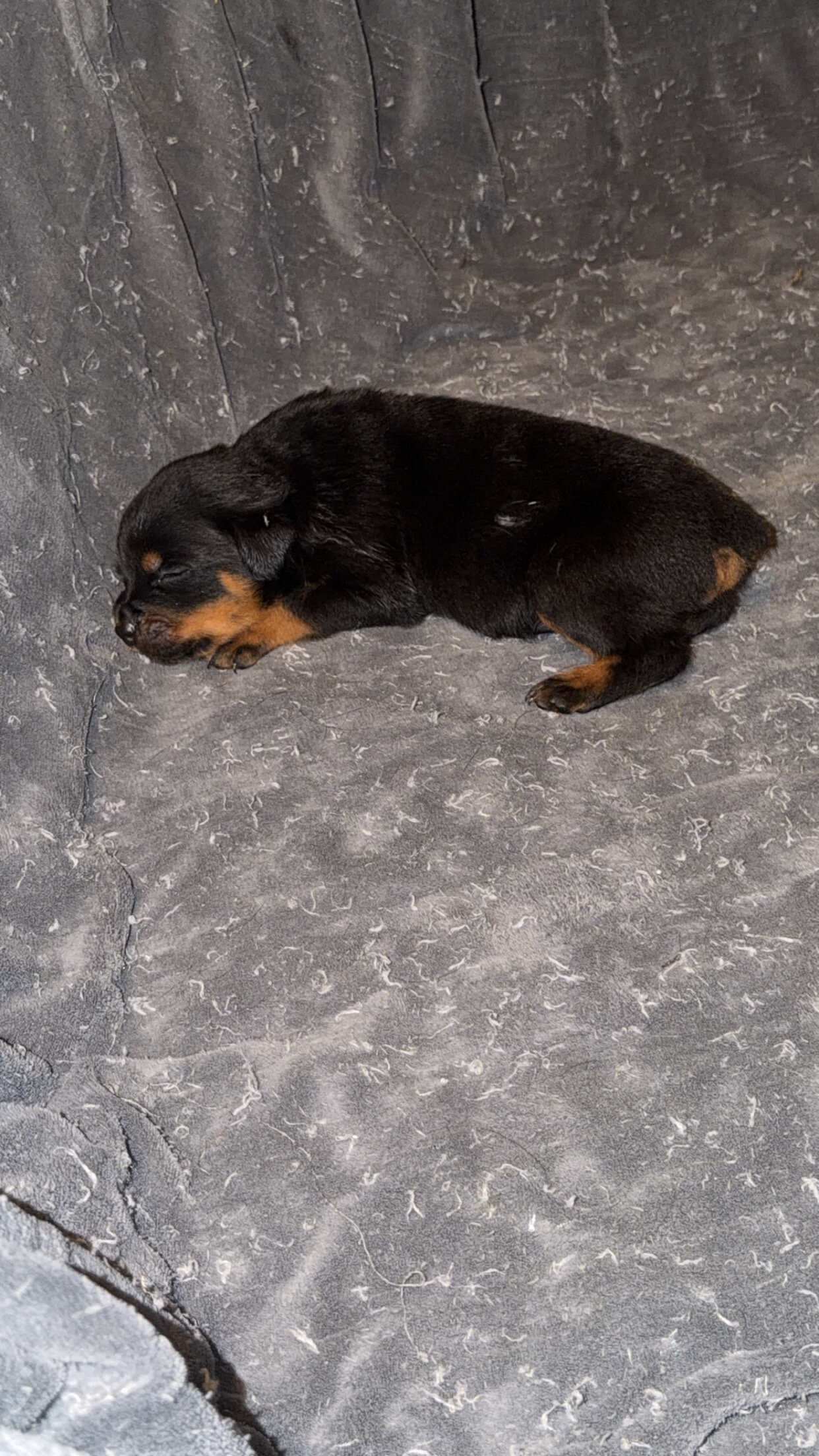 German Rottweiler image 2