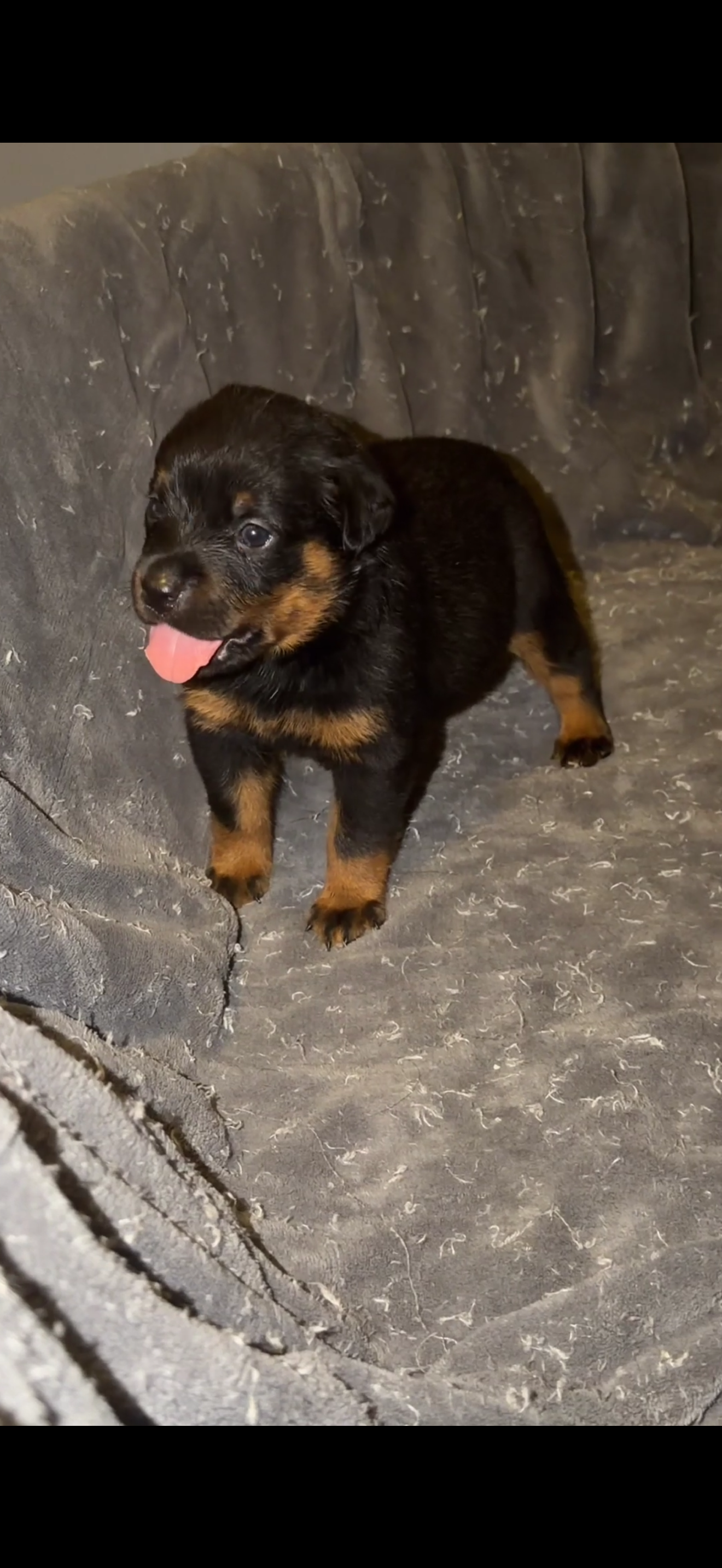 German Rottweiler image 1