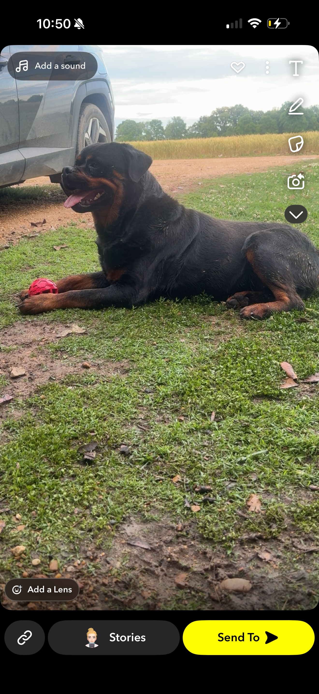 German Rottweiler image 4
