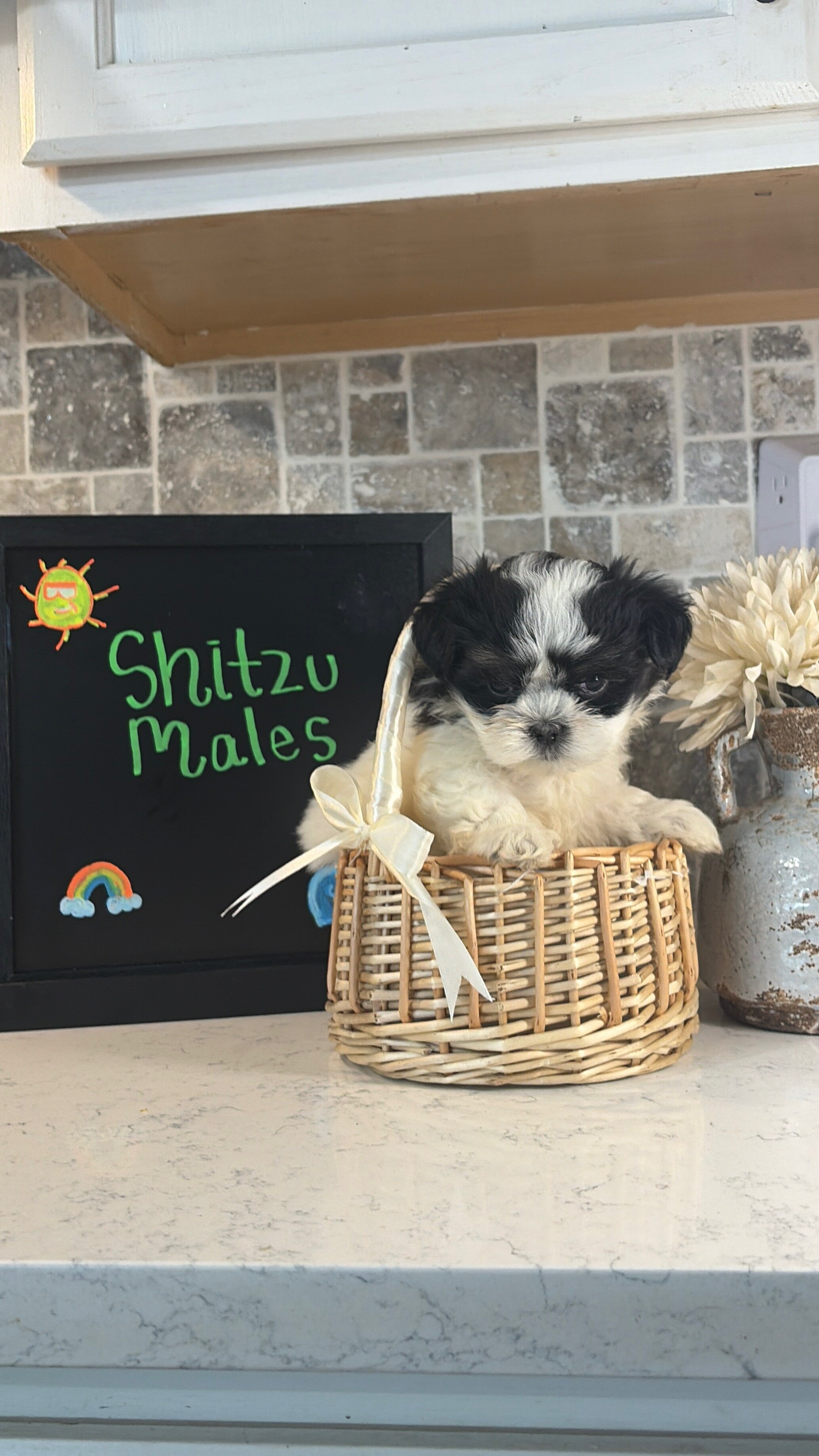 Shih Tzu Males image 1