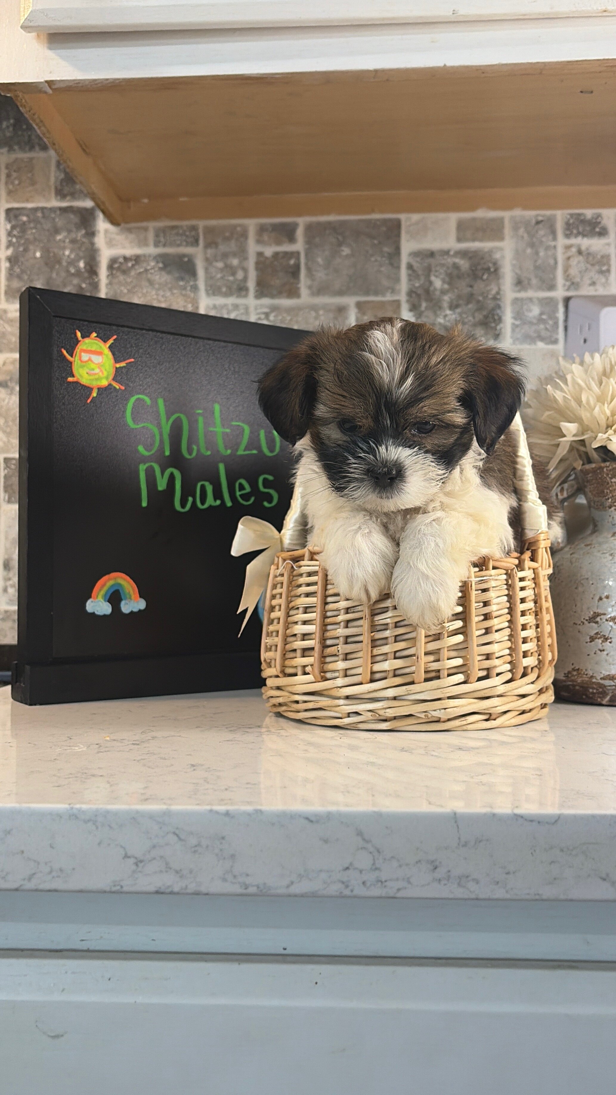 Shih Tzu Males image 2