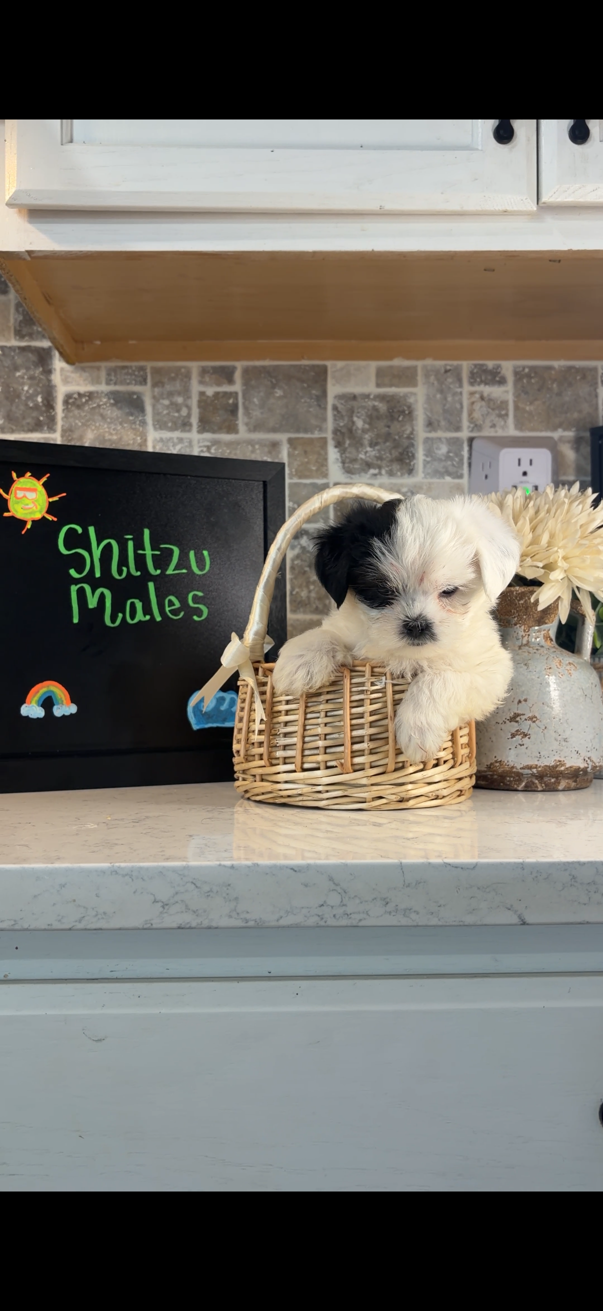 Shih Tzu Males image 3