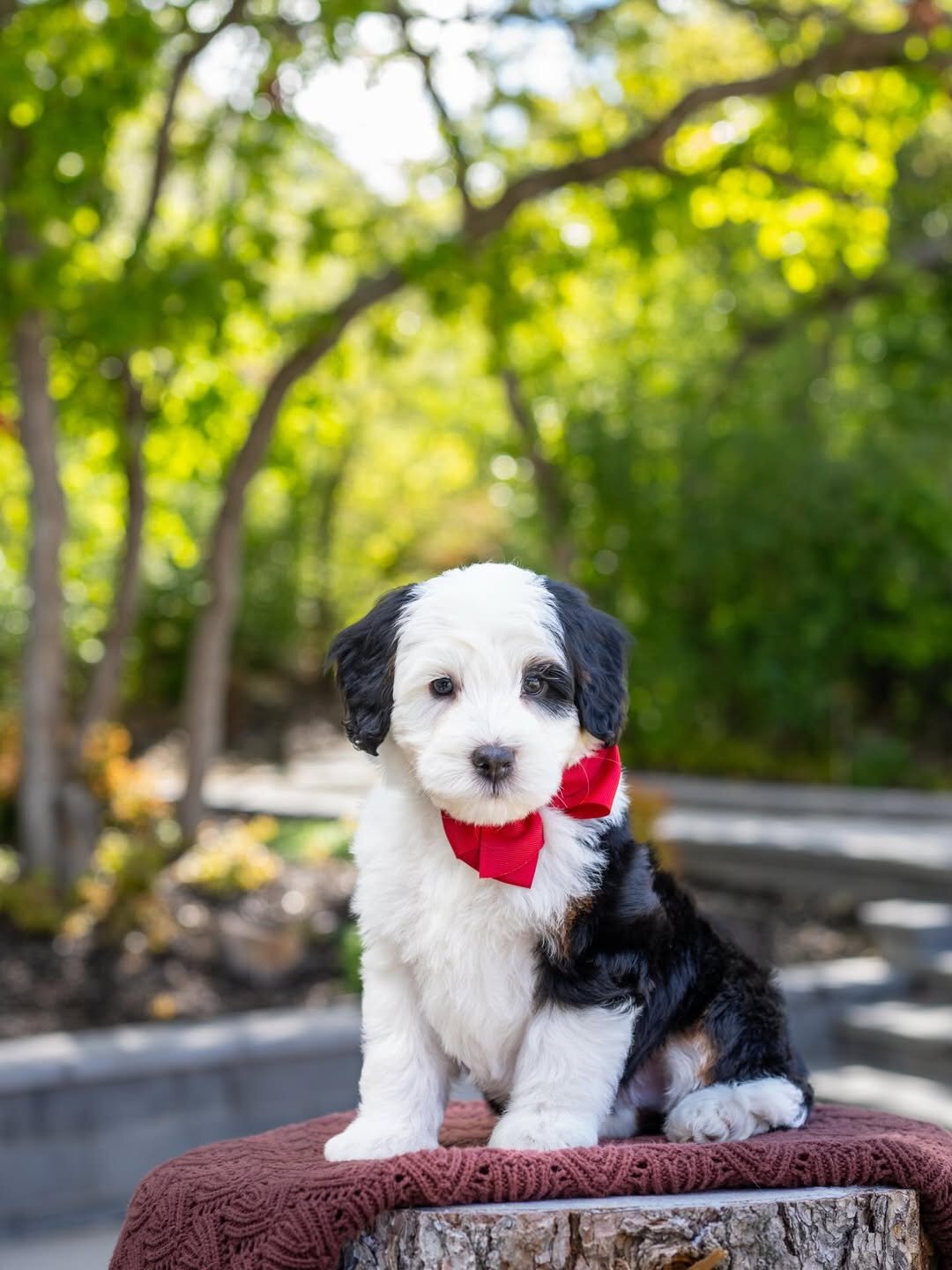 Male and female Bernedoodles puppies for pet lover image 5