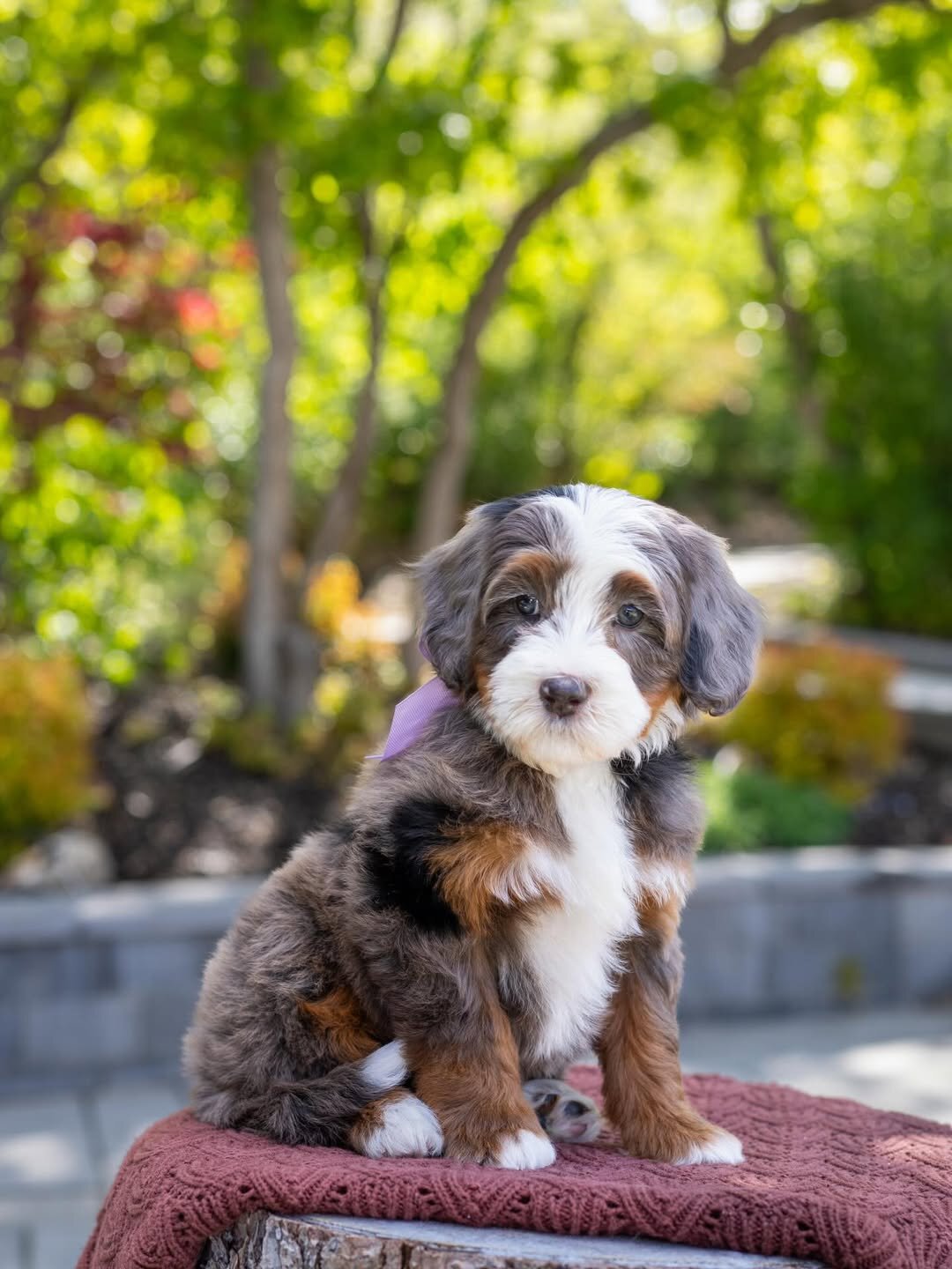 Male and female Bernedoodles puppies for pet lover image 2