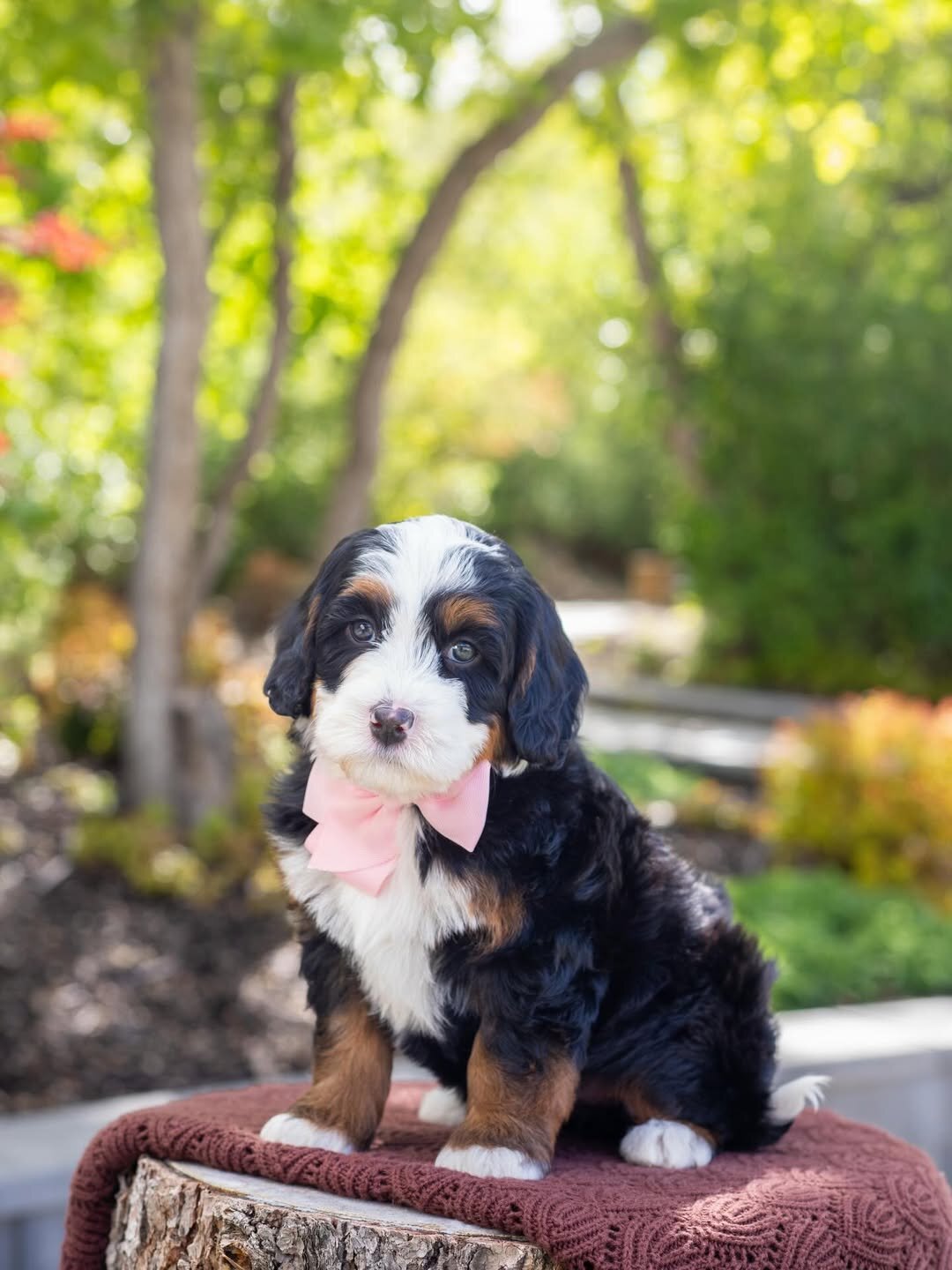 Male and female Bernedoodles puppies for pet lover image 1