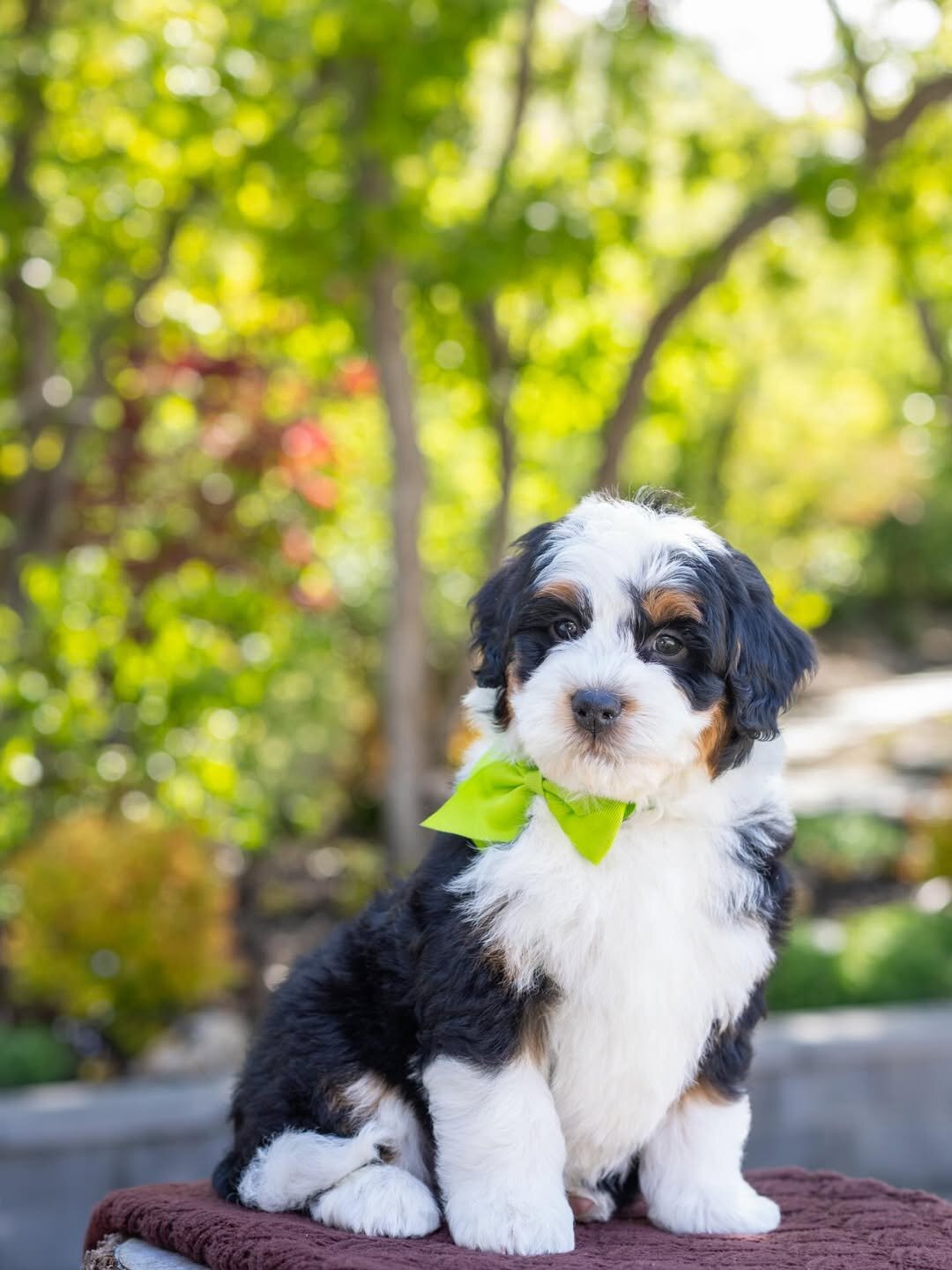 Male and female Bernedoodles puppies for pet lover image 3