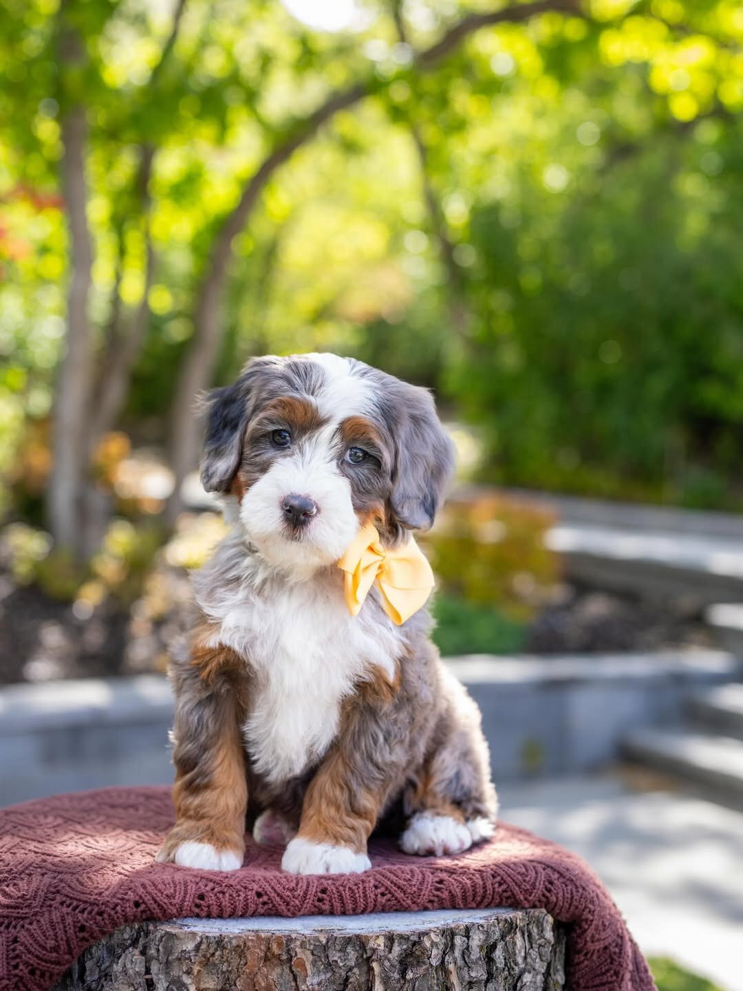 Male and female Bernedoodles puppies for pet lover image 4