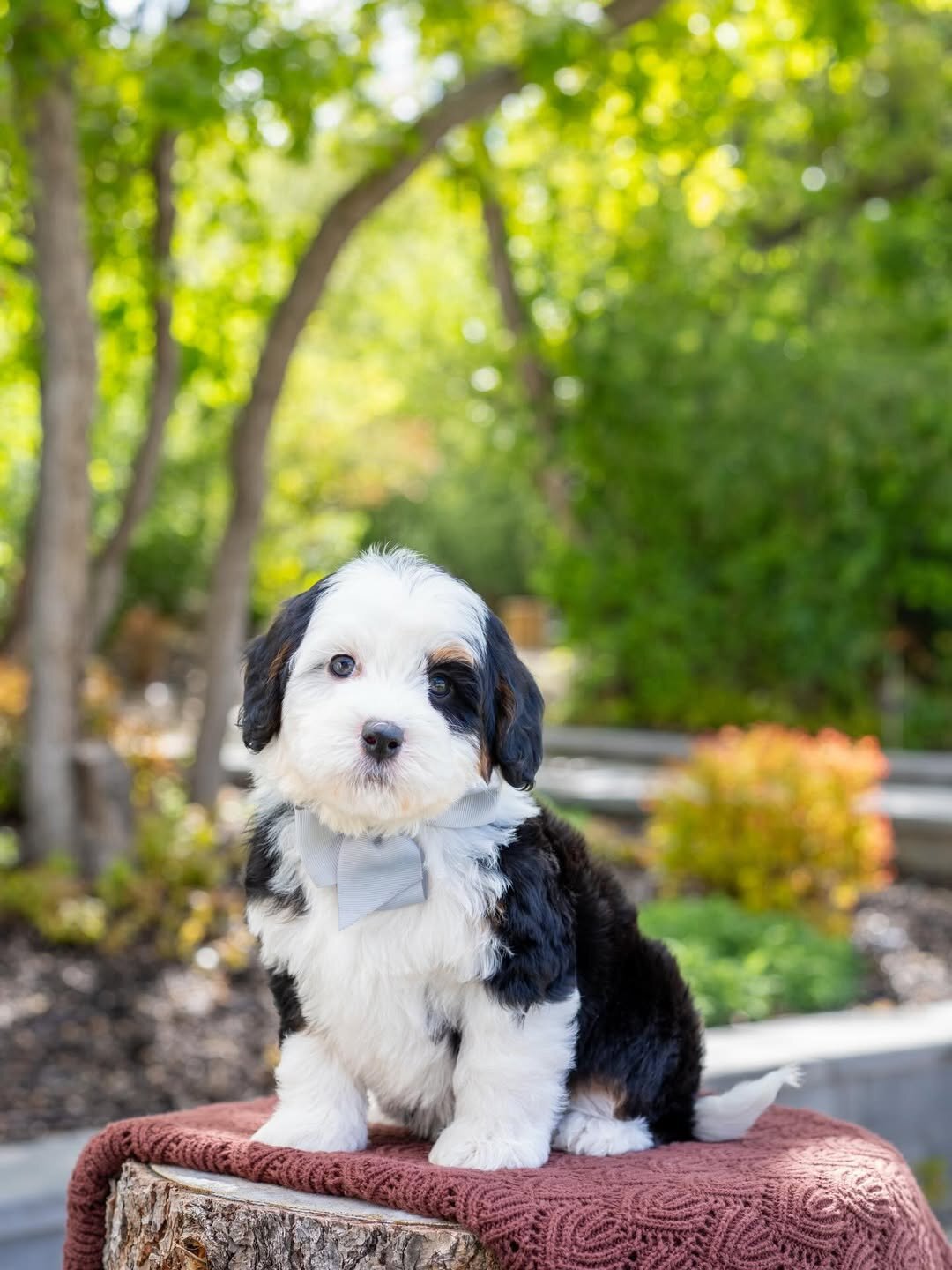 Charming Bernedoodles puppies image 1