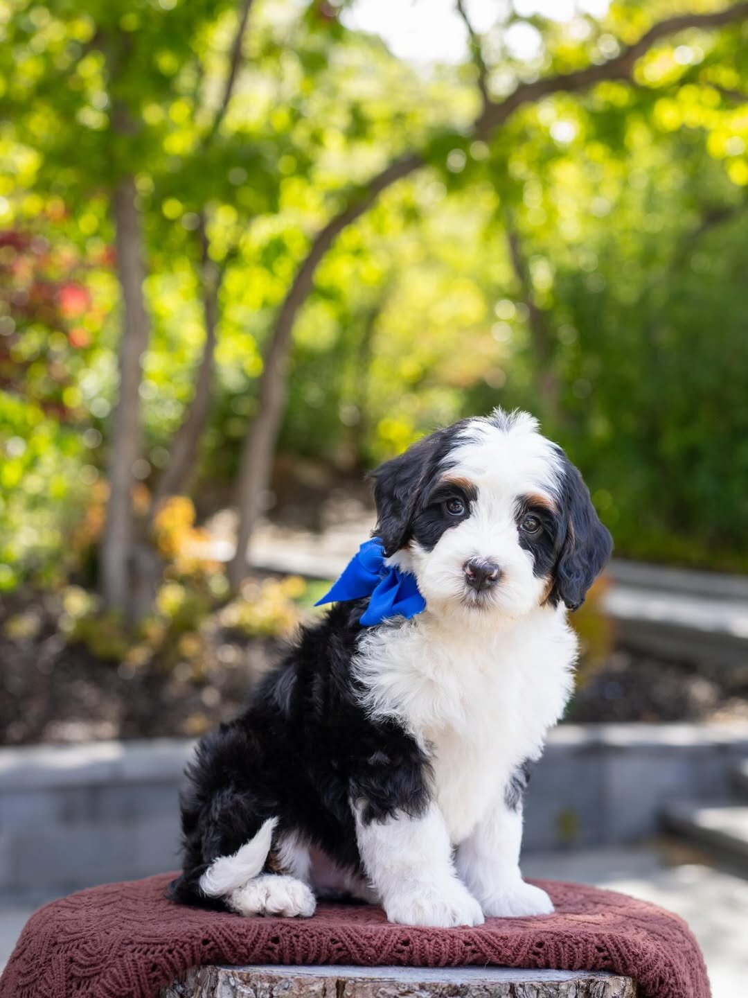 Charming Bernedoodles puppies image 2
