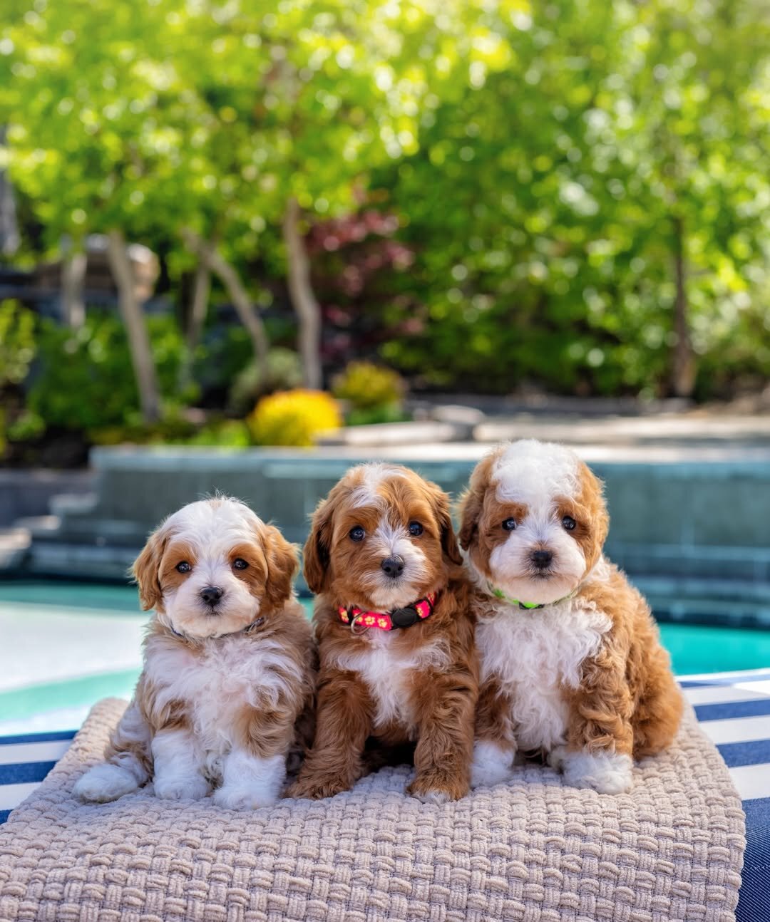 Charming Bernedoodles puppies image 4