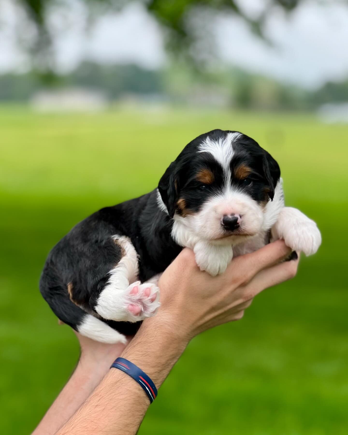 lovely Bernedoodles puppies image 5