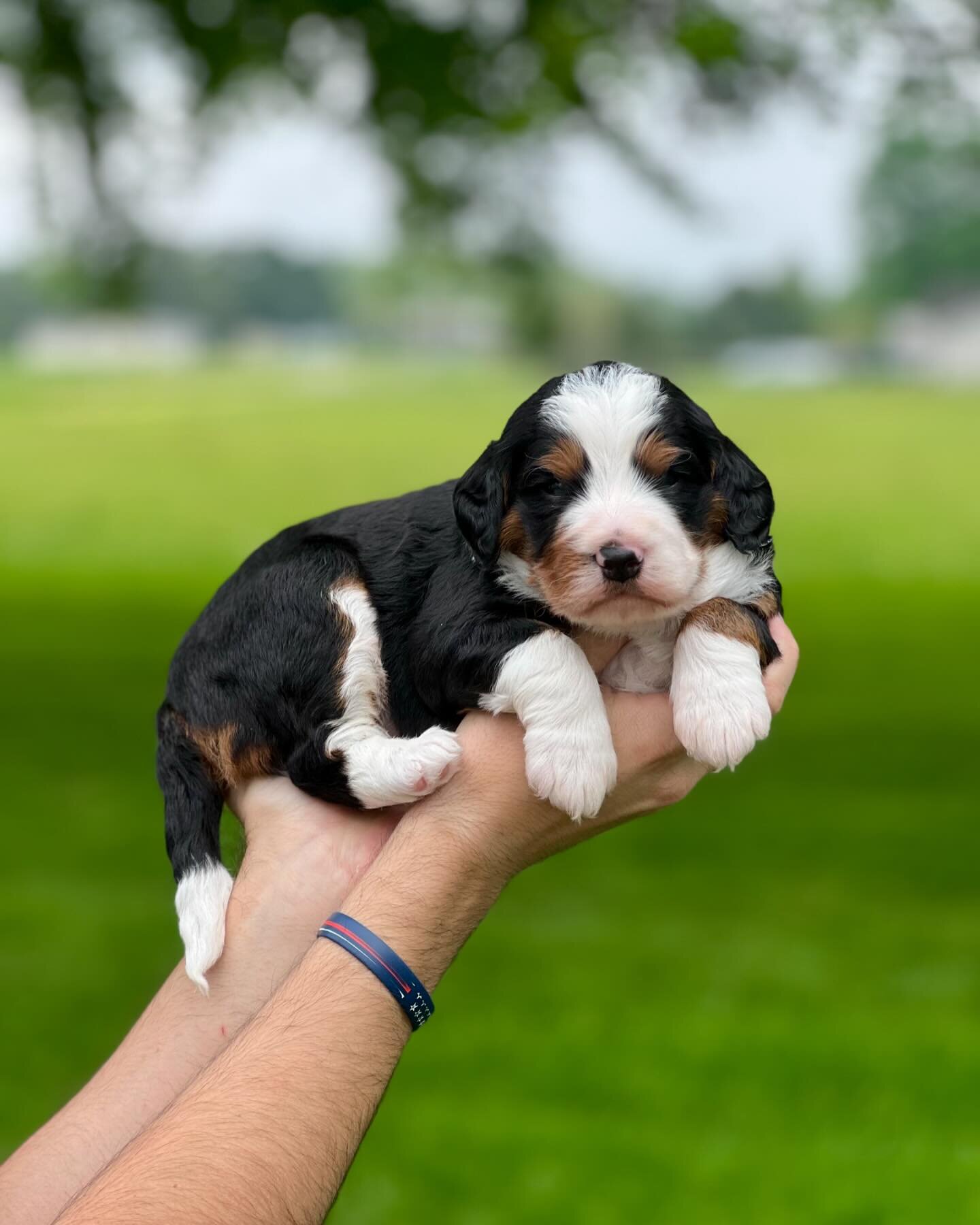 lovely Bernedoodles puppies image 4