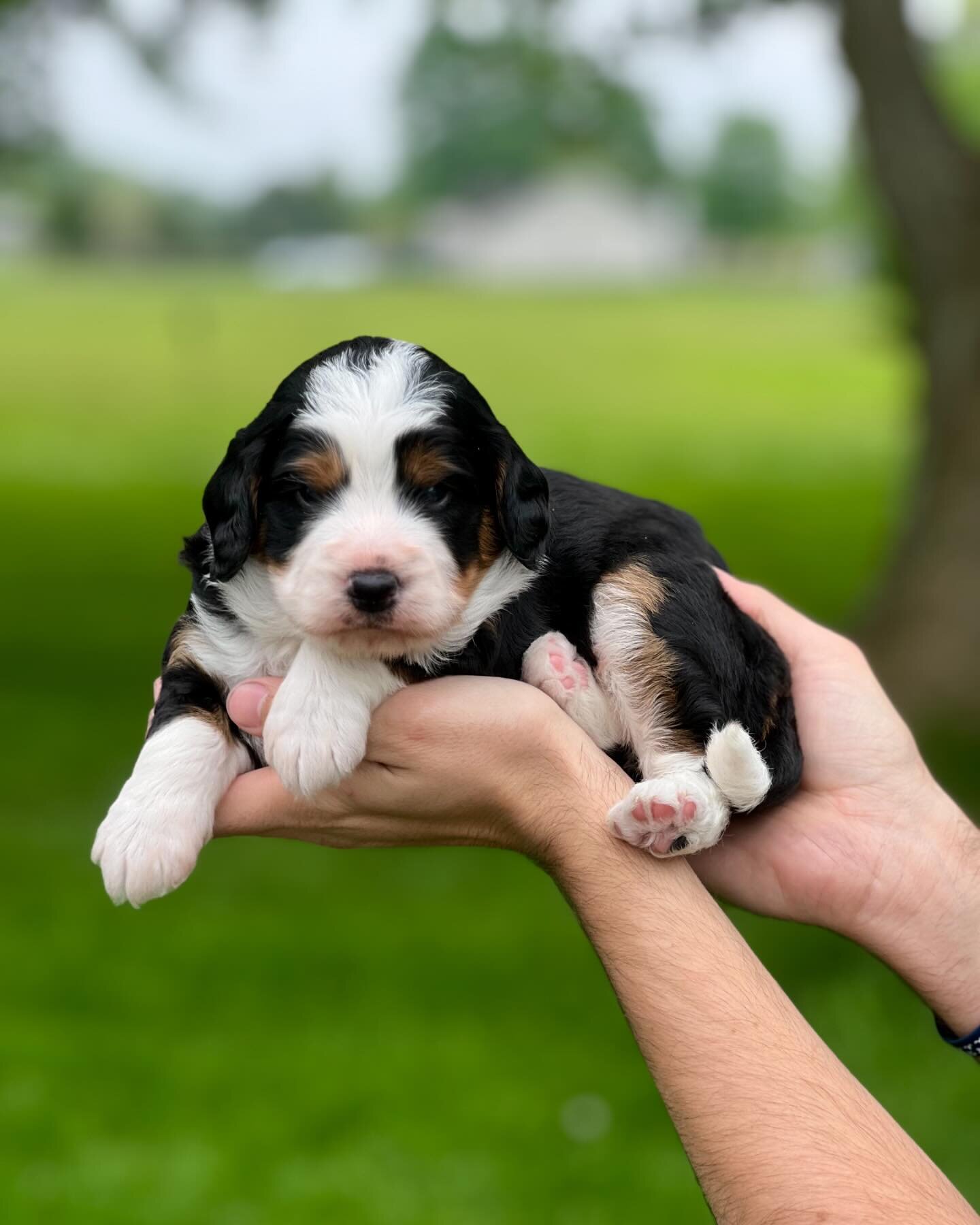 lovely Bernedoodles puppies image 3
