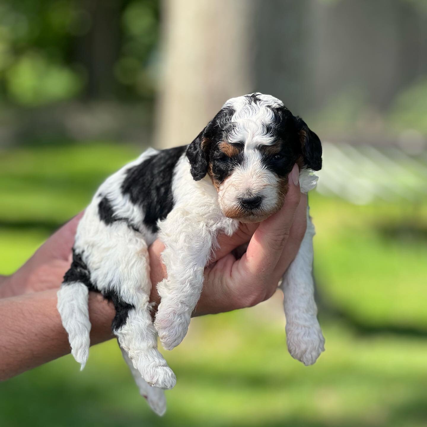 lovely Bernedoodles puppies image 2