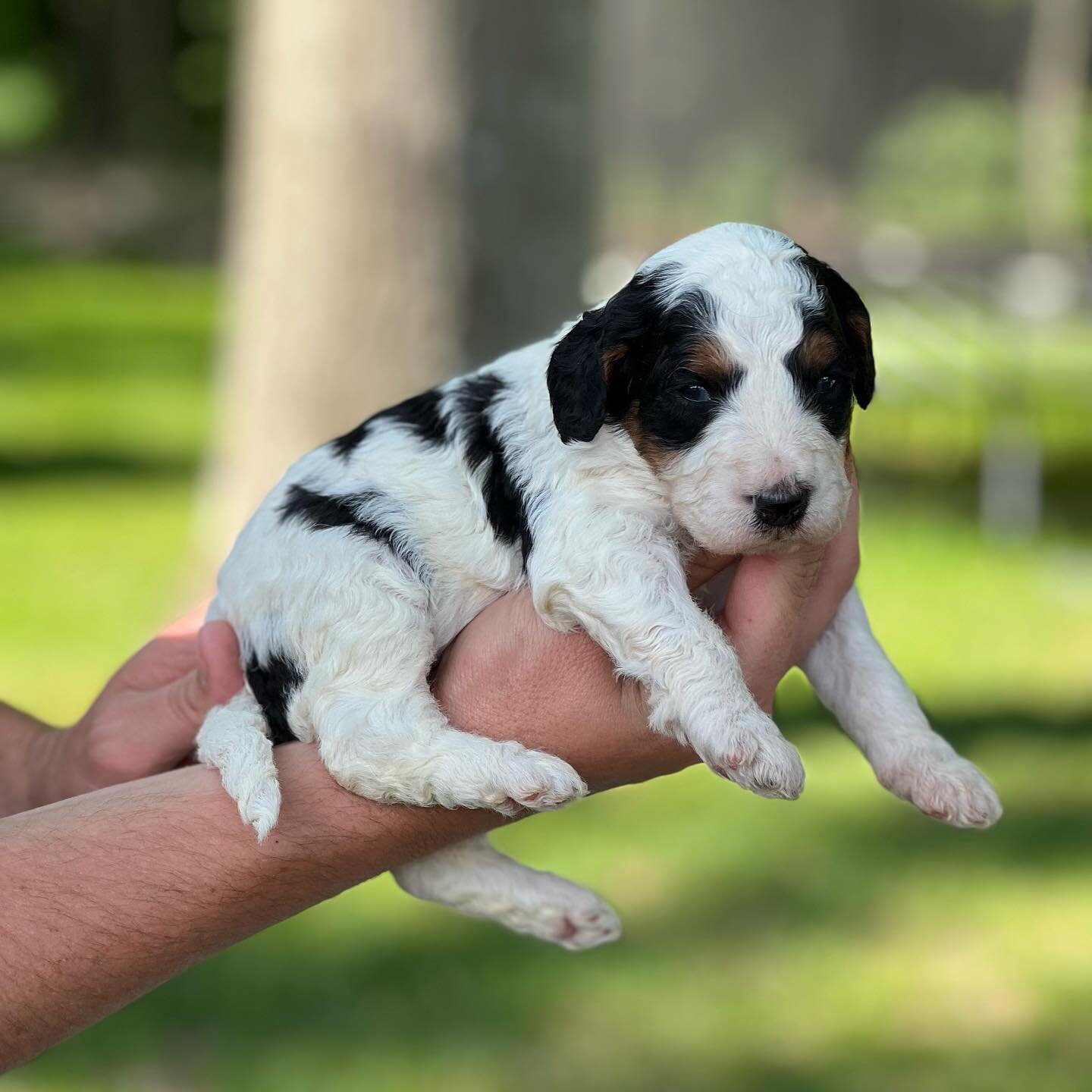 lovely Bernedoodles puppies image 1