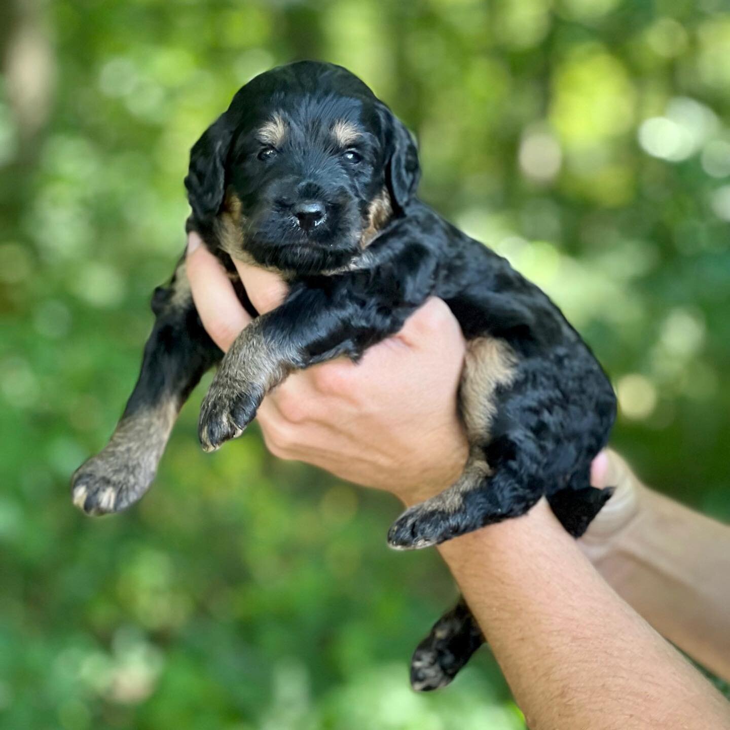 Beautiful Bernedoodles Puppies image 6