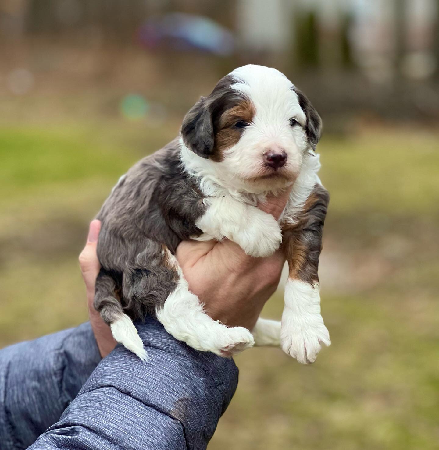 Beautiful Bernedoodles Puppies image 4